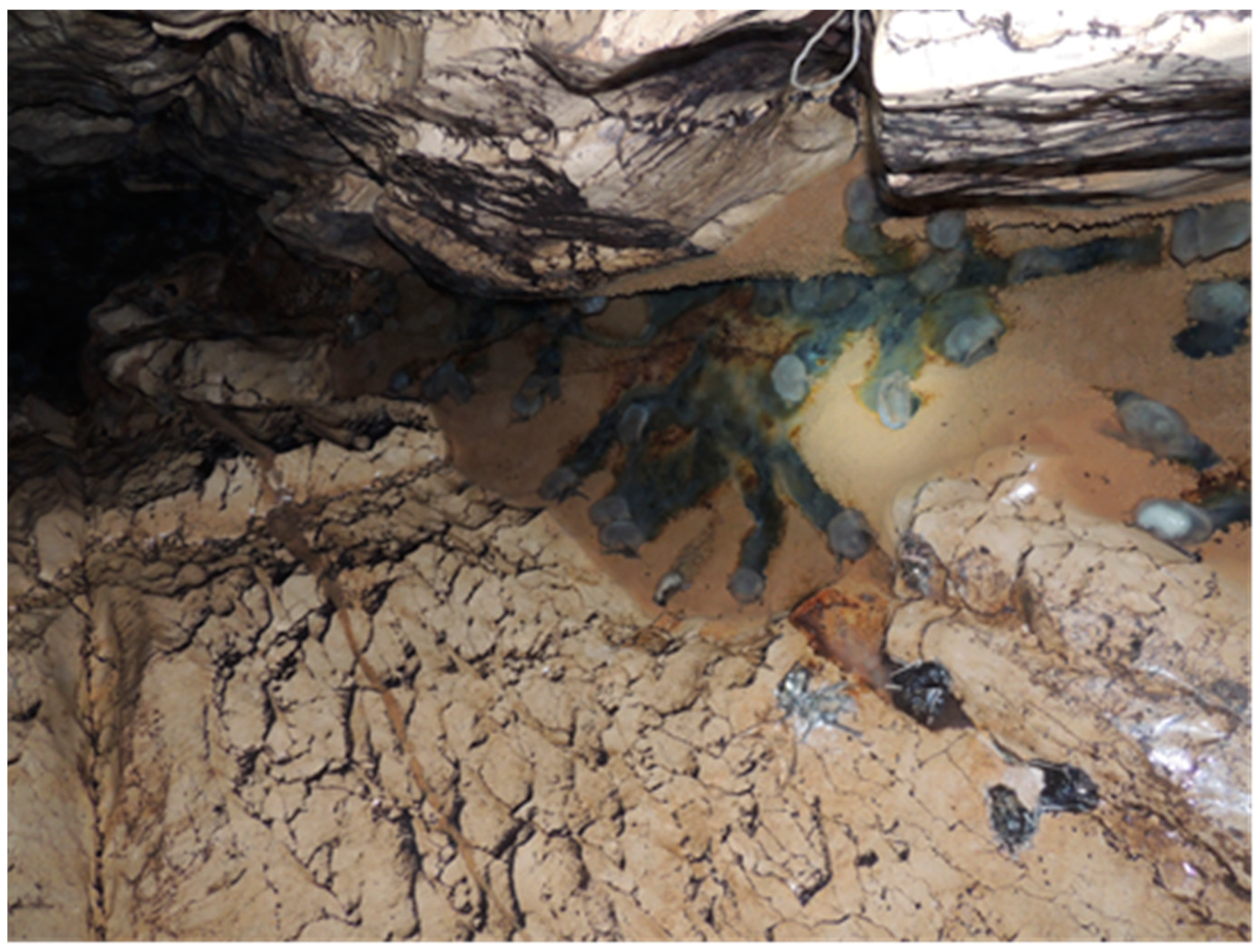 Microorganisms 08 01000 g002 Microorganisms 08 01000 g002