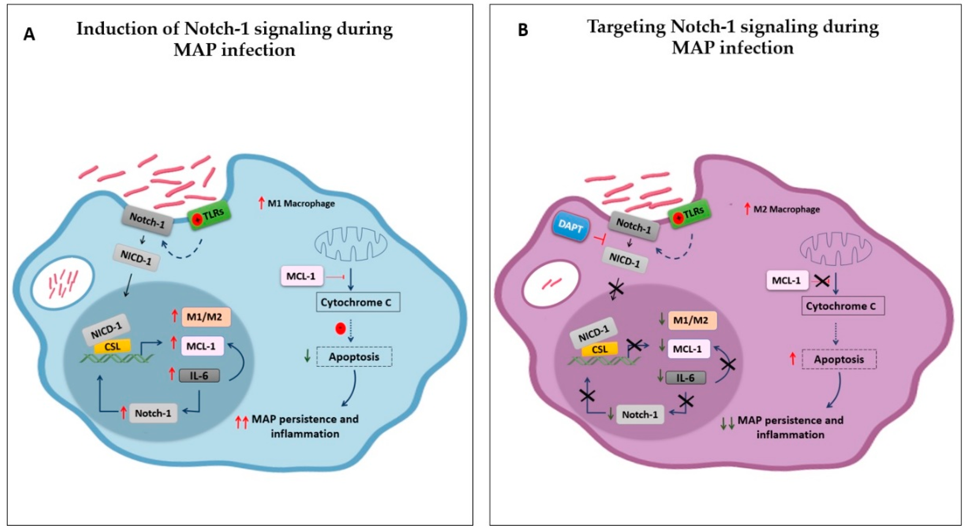 Microorganisms 08 01006 g008 Microorganisms 08 01006 g008