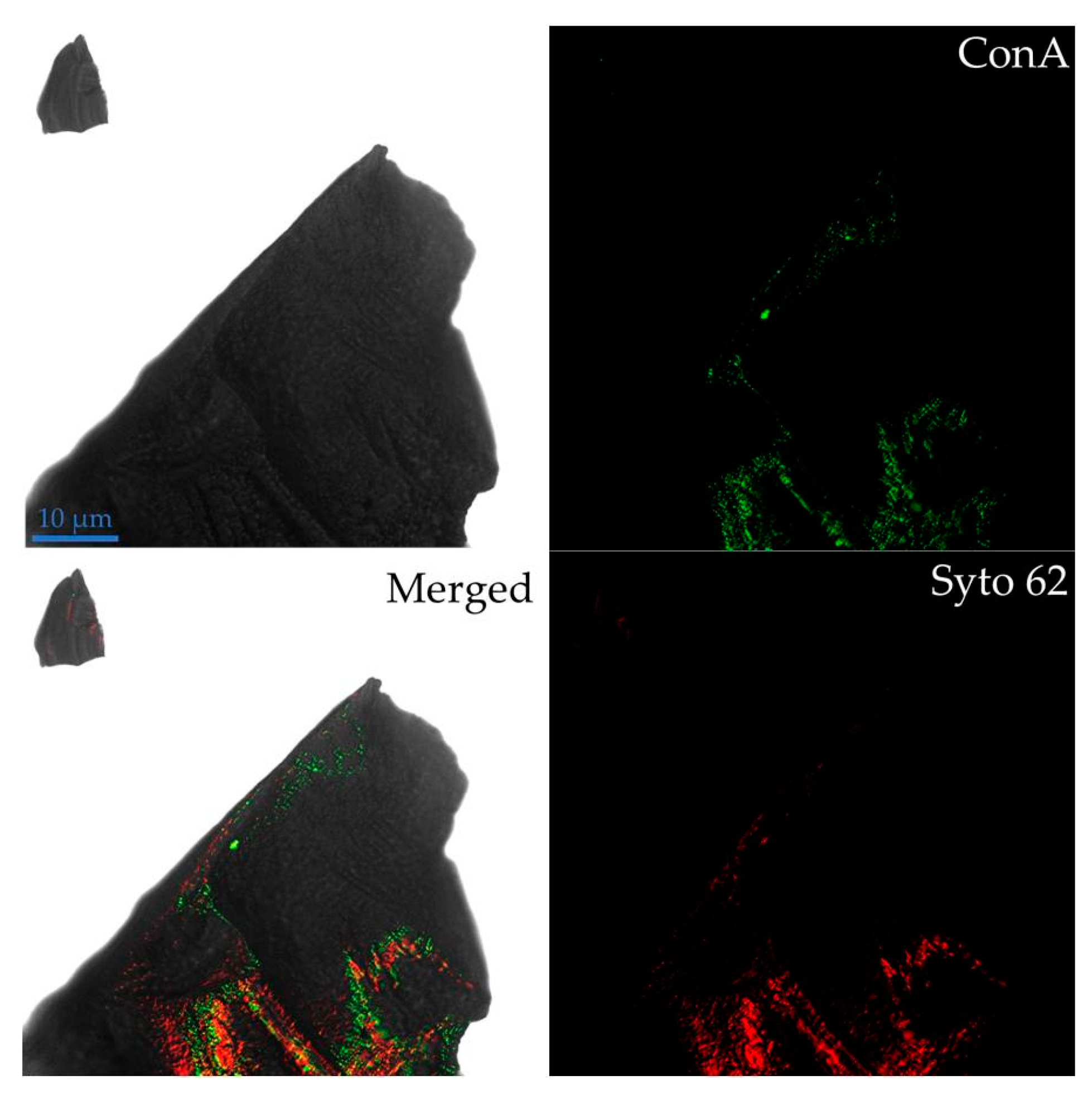 Microorganisms 08 01009 g003