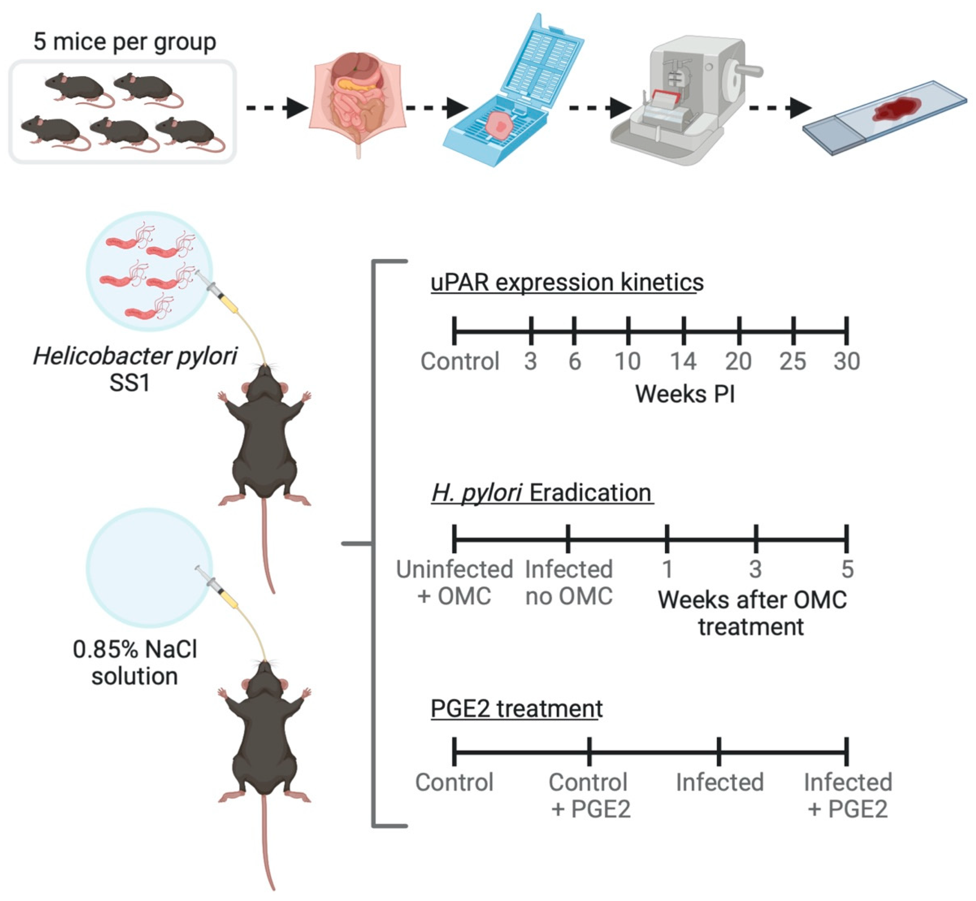 Microorganisms 08 01019 g001 Microorganisms 08 01019 g001
