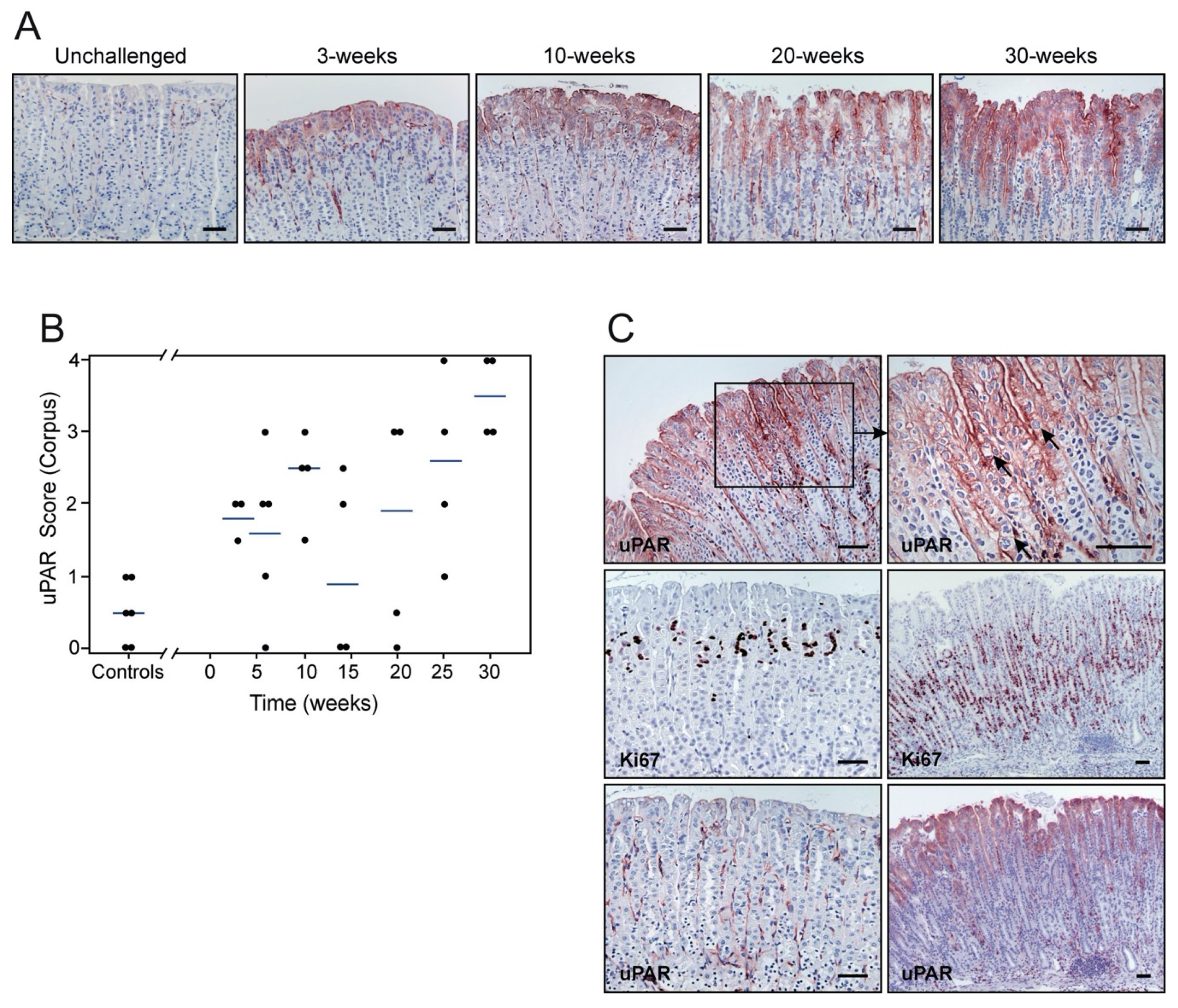 Microorganisms 08 01019 g004 Microorganisms 08 01019 g004