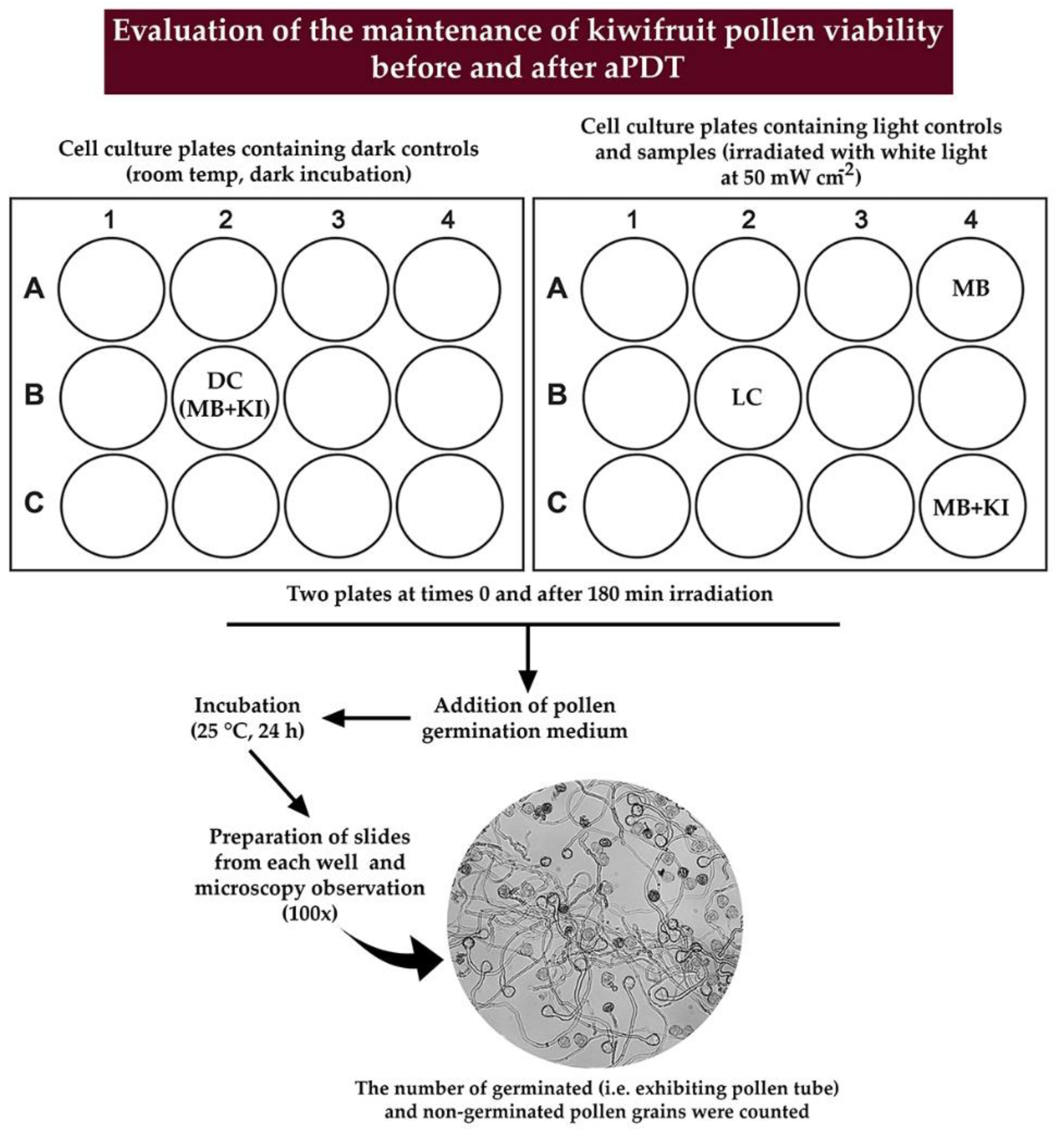 Microorganisms Free Full Text Antimicrobial Photodynamic Therapy In The Control Of Pseudomonas Syringae Pv Actinidiae Transmission By Kiwifruit Pollen Html