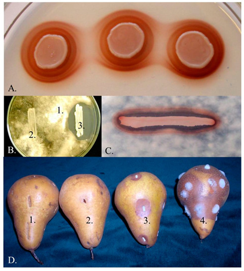 Microorganisms 08 01029 g001 550