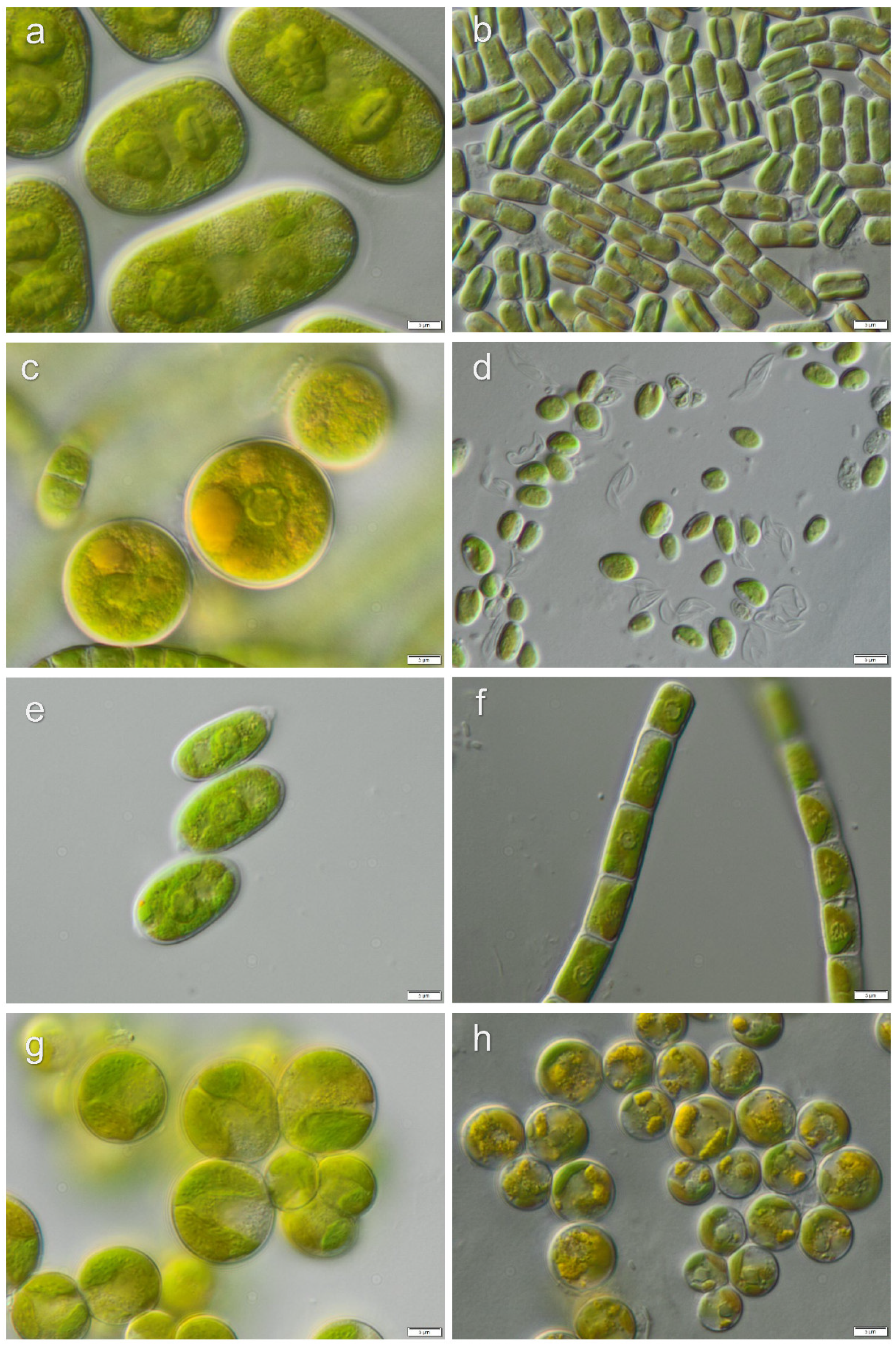 Microorganisms 08 01047 g008 Microorganisms 08 01047 g008