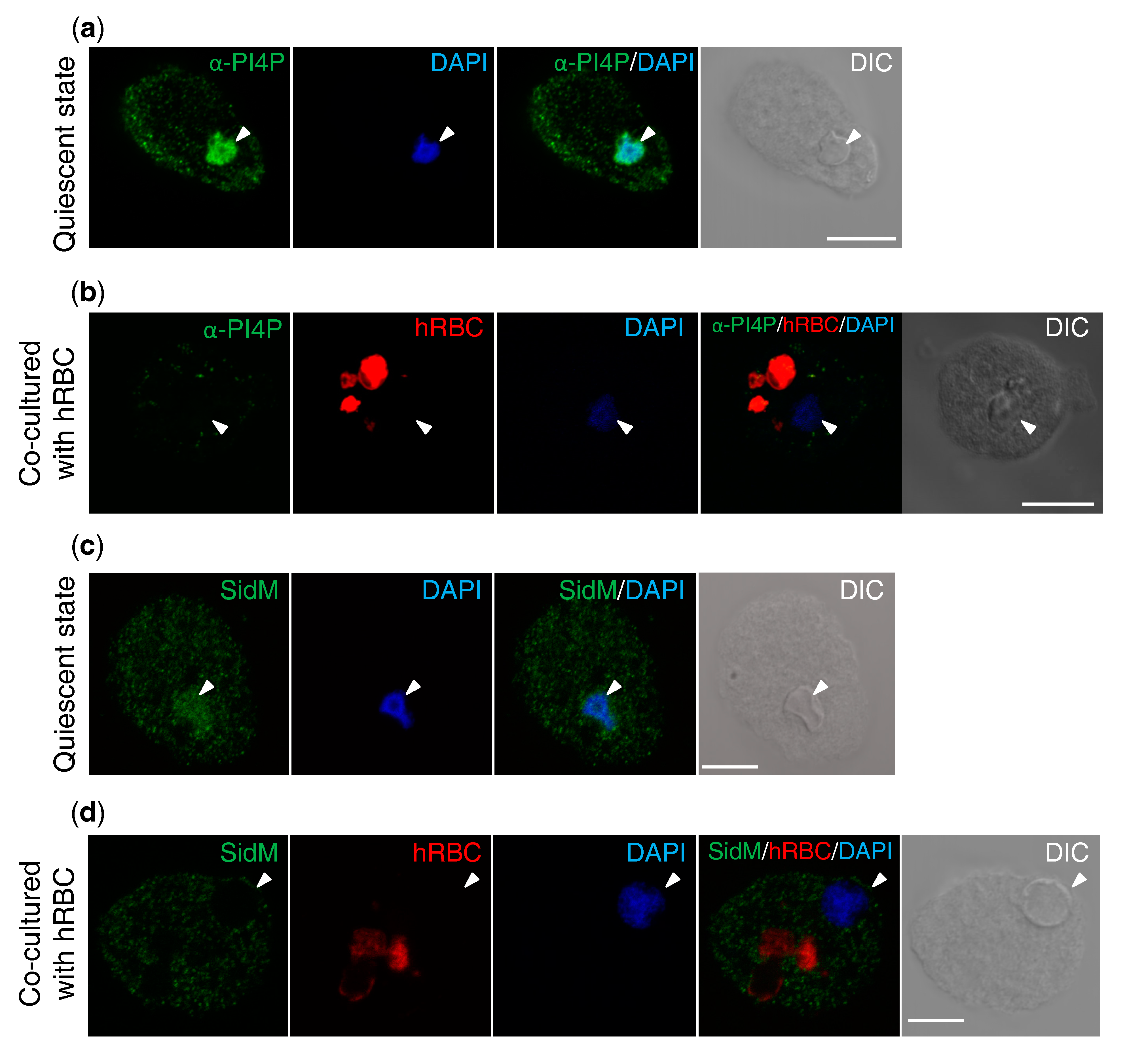 Microorganisms 08 01050 g001