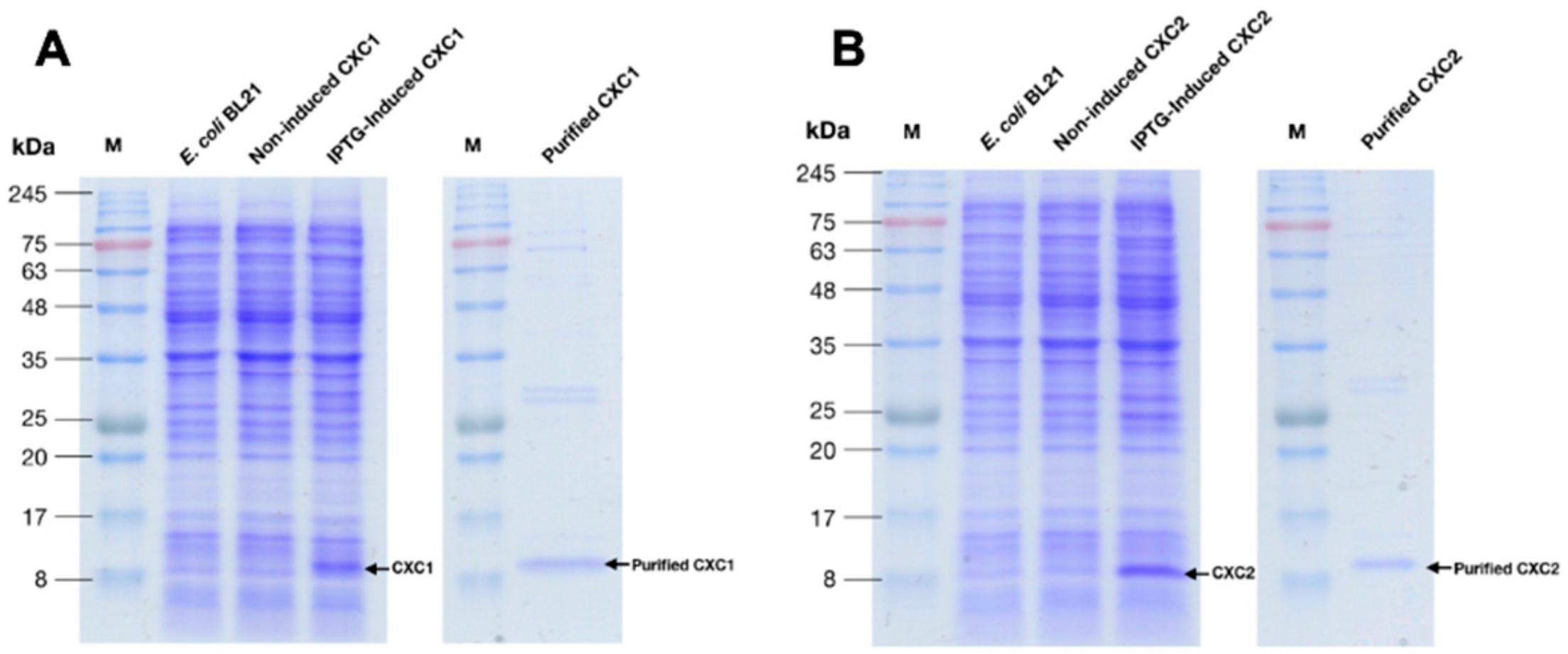 Microorganisms 08 01058 g005