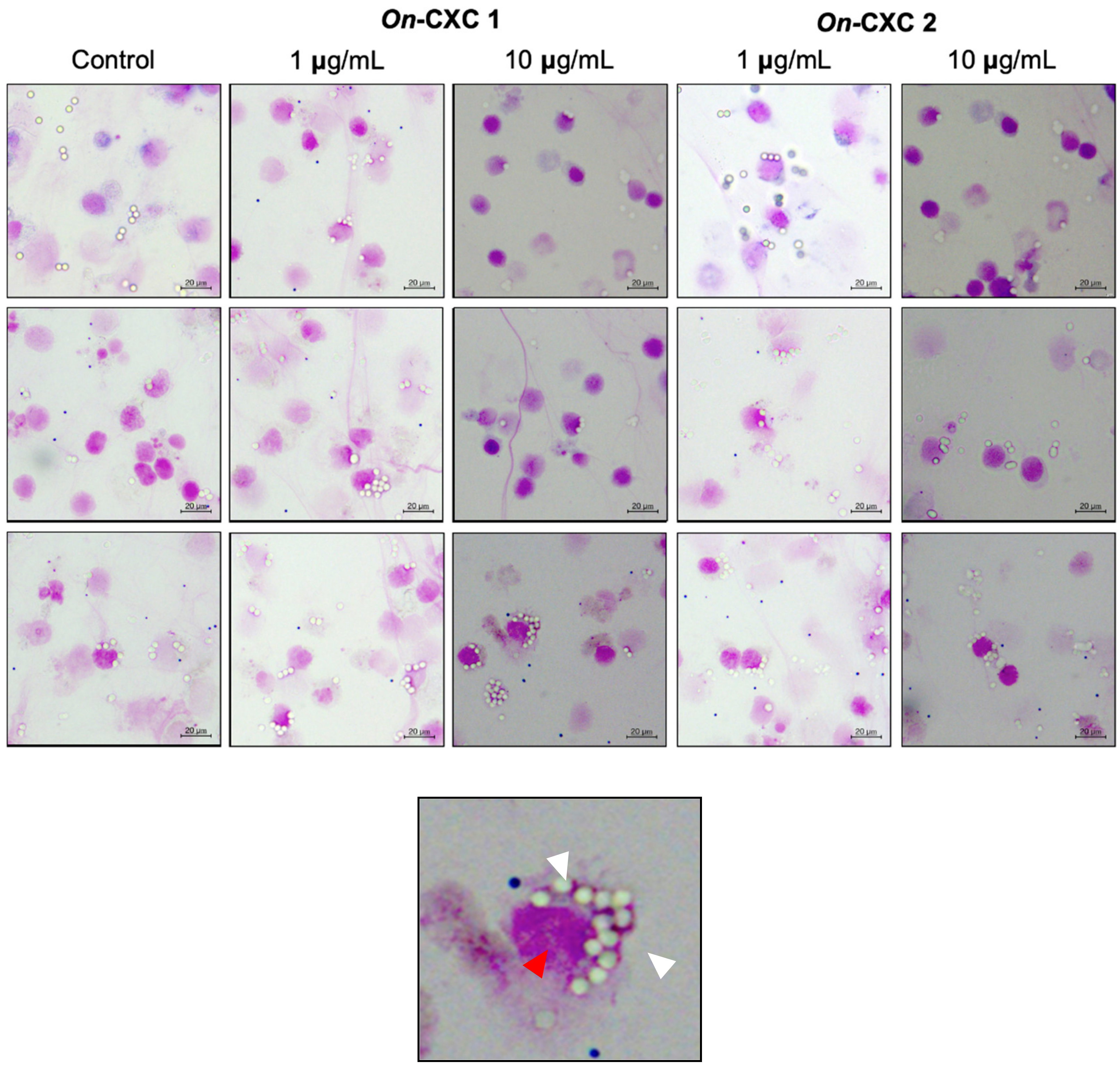 Microorganisms 08 01058 g006