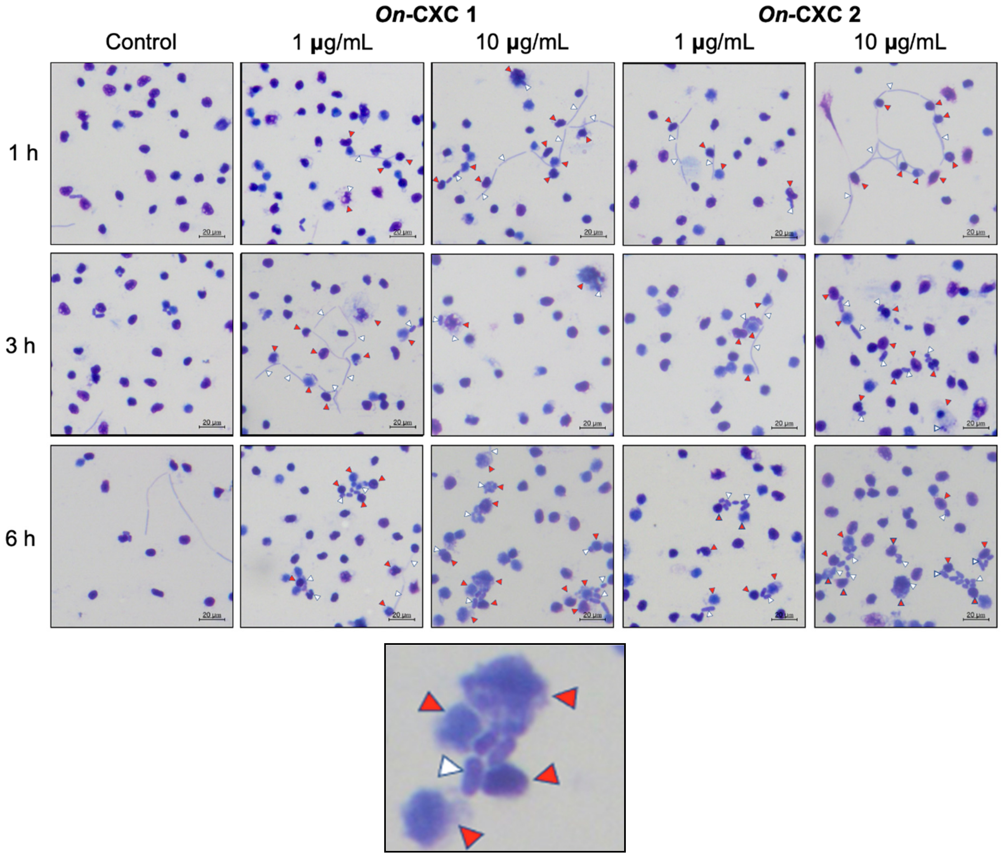 Microorganisms 08 01058 g009
