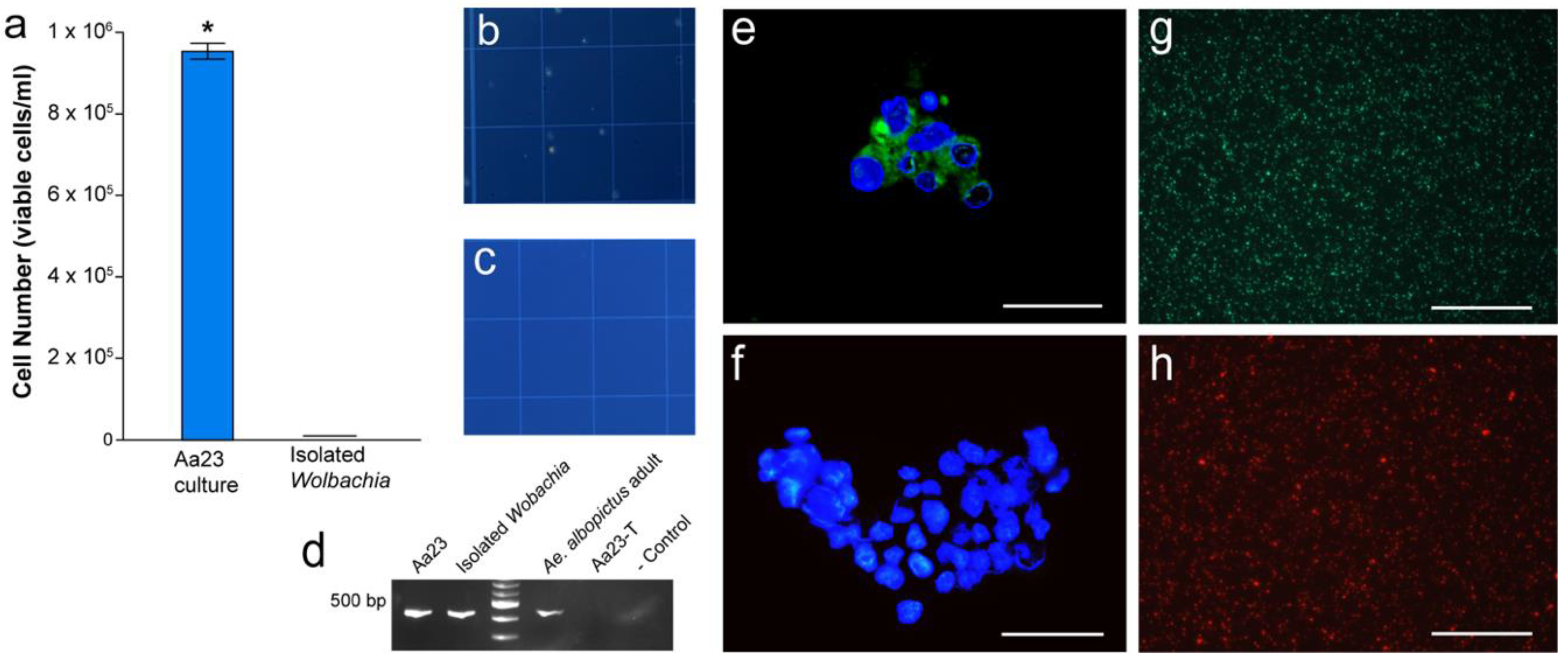 Microorganisms 08 01060 g001