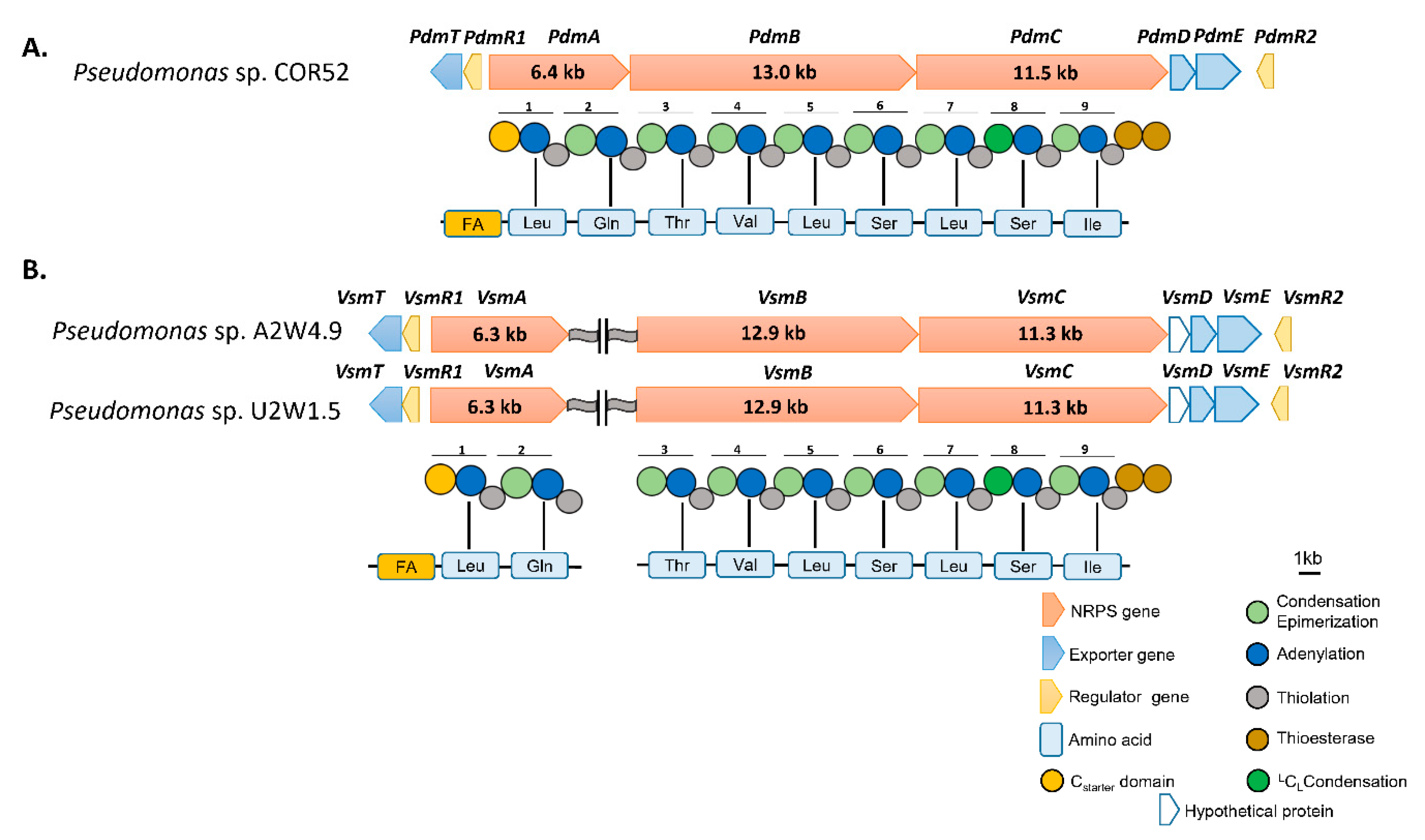 Microorganisms 08 01079 g002