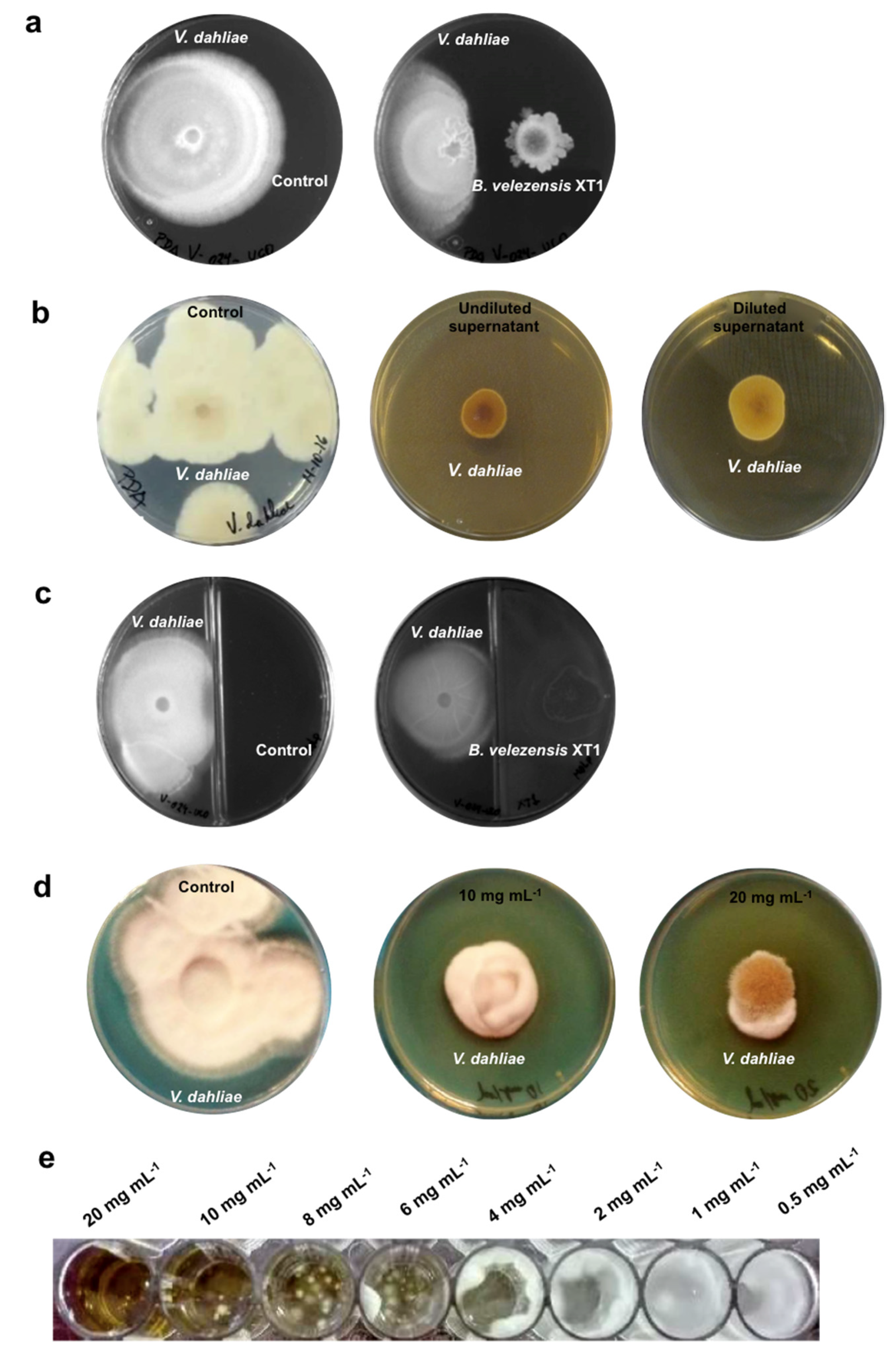 Microorganisms Free Full Text Biological Control Of Verticillium Wilt On Olive Trees By The Salt Tolerant Strain Bacillus Velezensis Xt1 Html