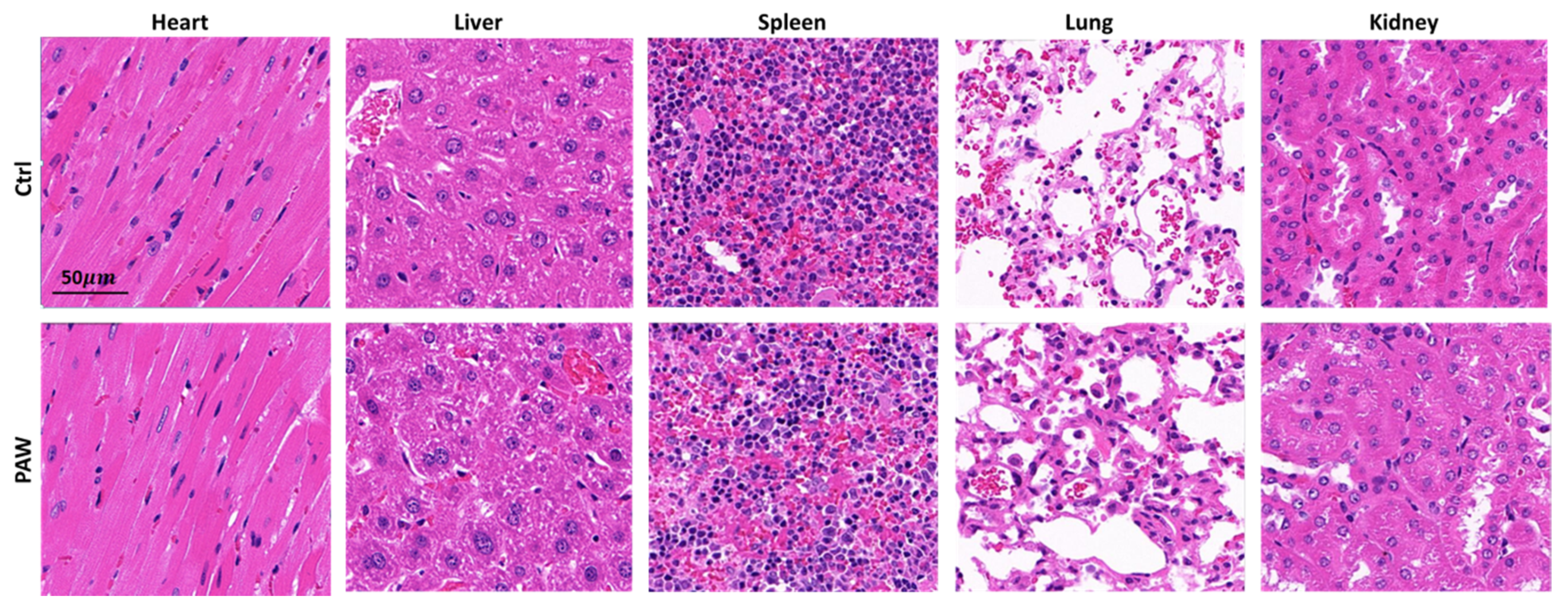 Microorganisms 08 01091 g010