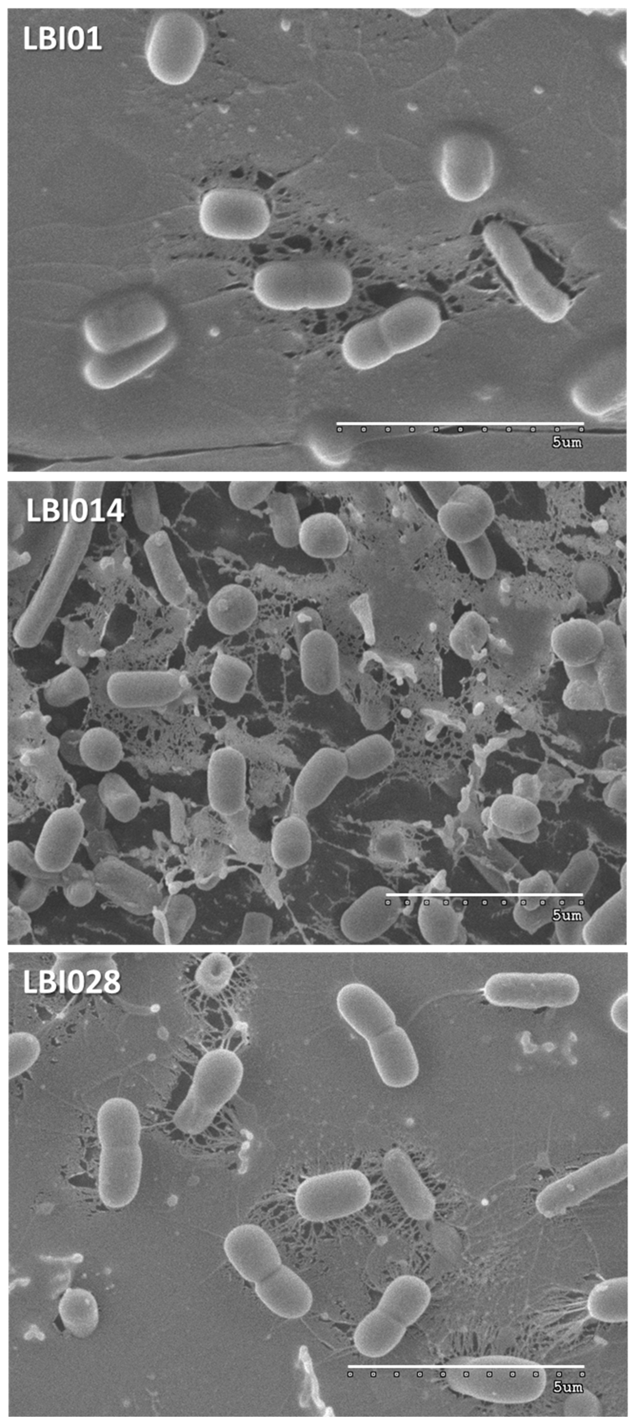 Microorganisms 08 01101 g001