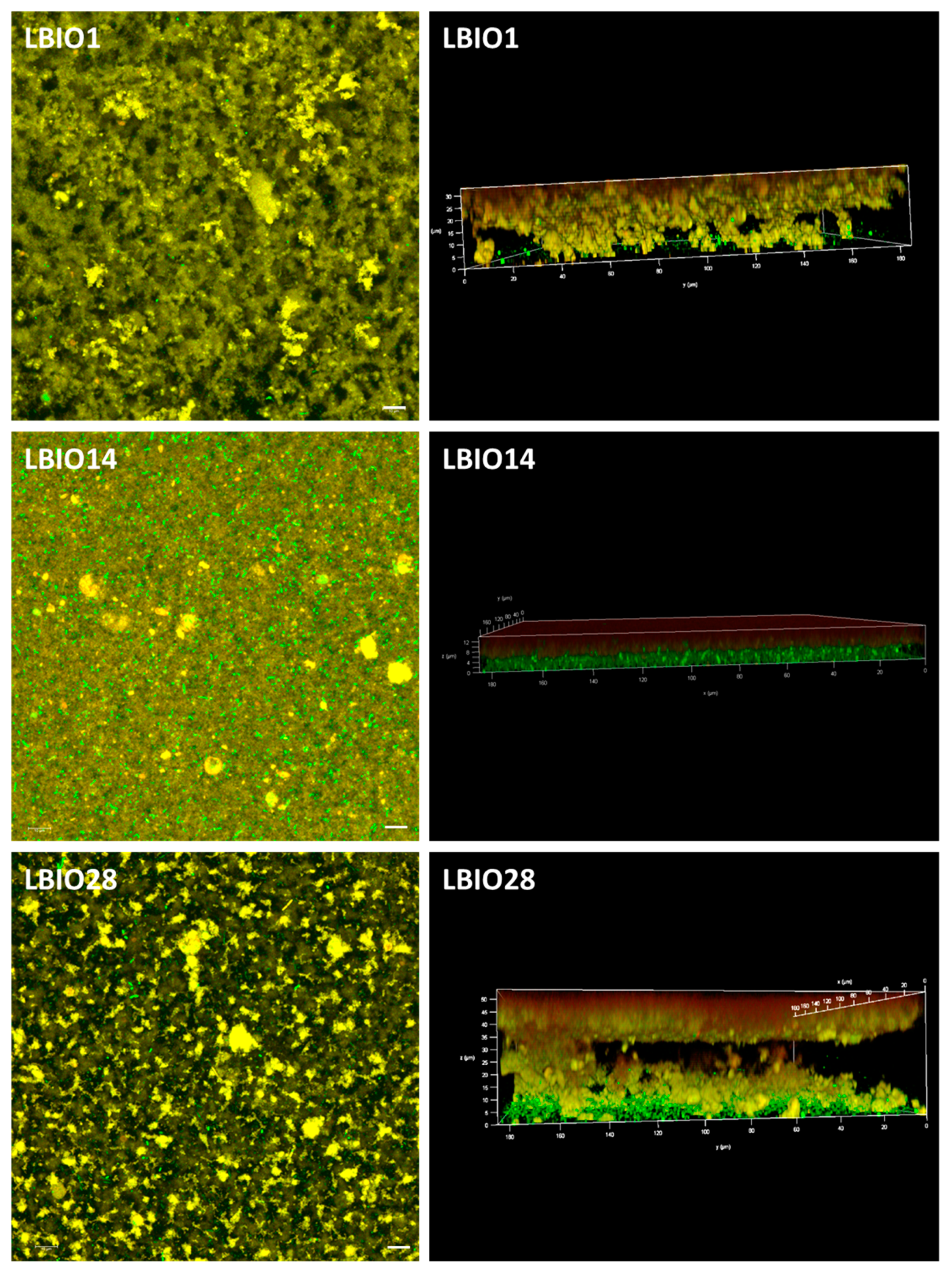 Microorganisms 08 01101 g006