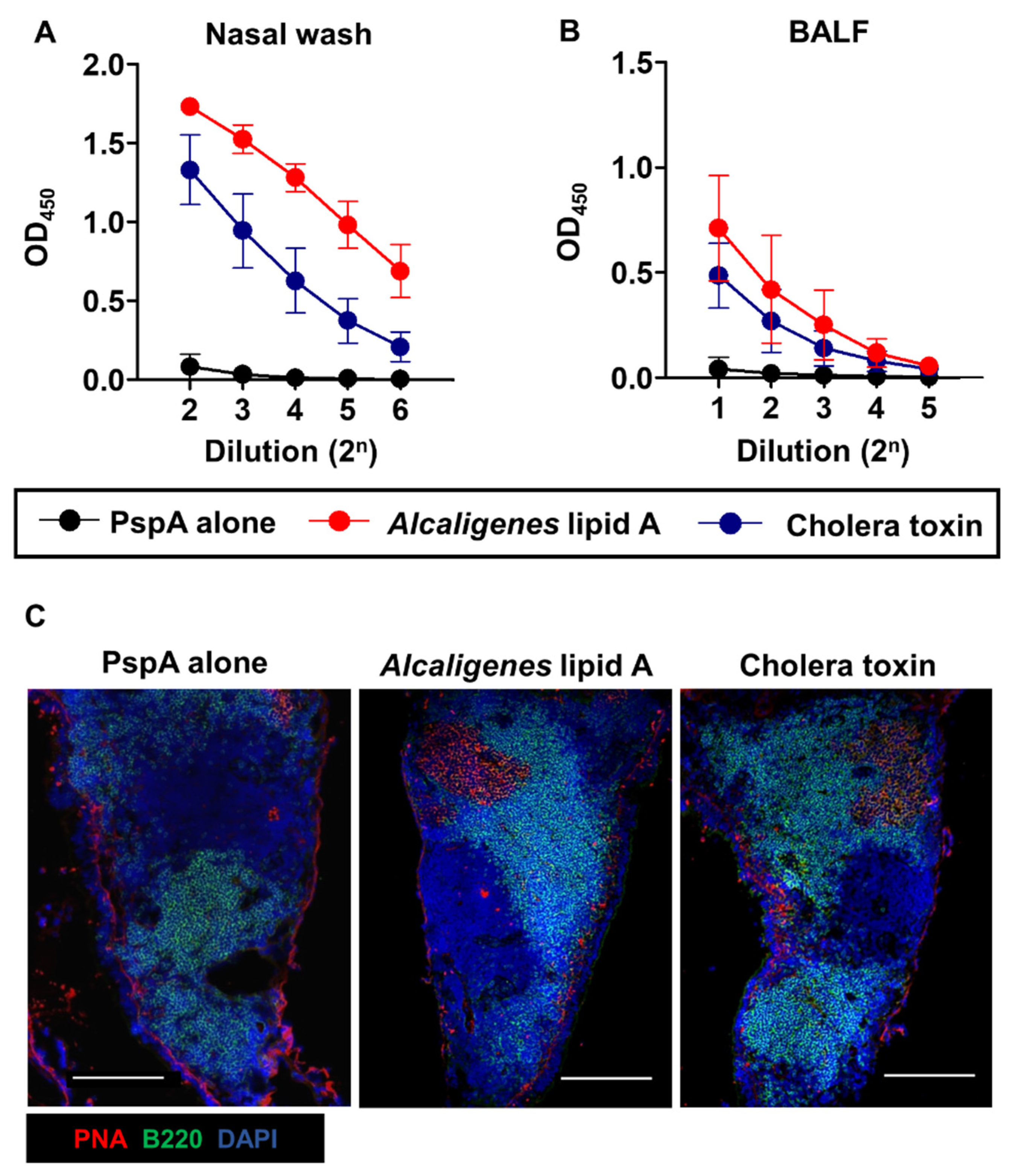 Microorganisms Free Full Text Chemically Synthesized Alcaligenes Lipid A Shows A Potent And Safe Nasal Vaccine Adjuvant Activity For The Induction Of Streptococcus Pneumoniae Specific Iga And Th17 Mediated Protective Immunity Microorganisms Free Full Text Chemically Synthesized Alcaligenes Lipid A Shows A Potent And Safe Nasal Vaccine Adjuvant Activity For The Induction Of Streptococcus Pneumoniae Specific Iga And Th17 Mediated Protective Immunity