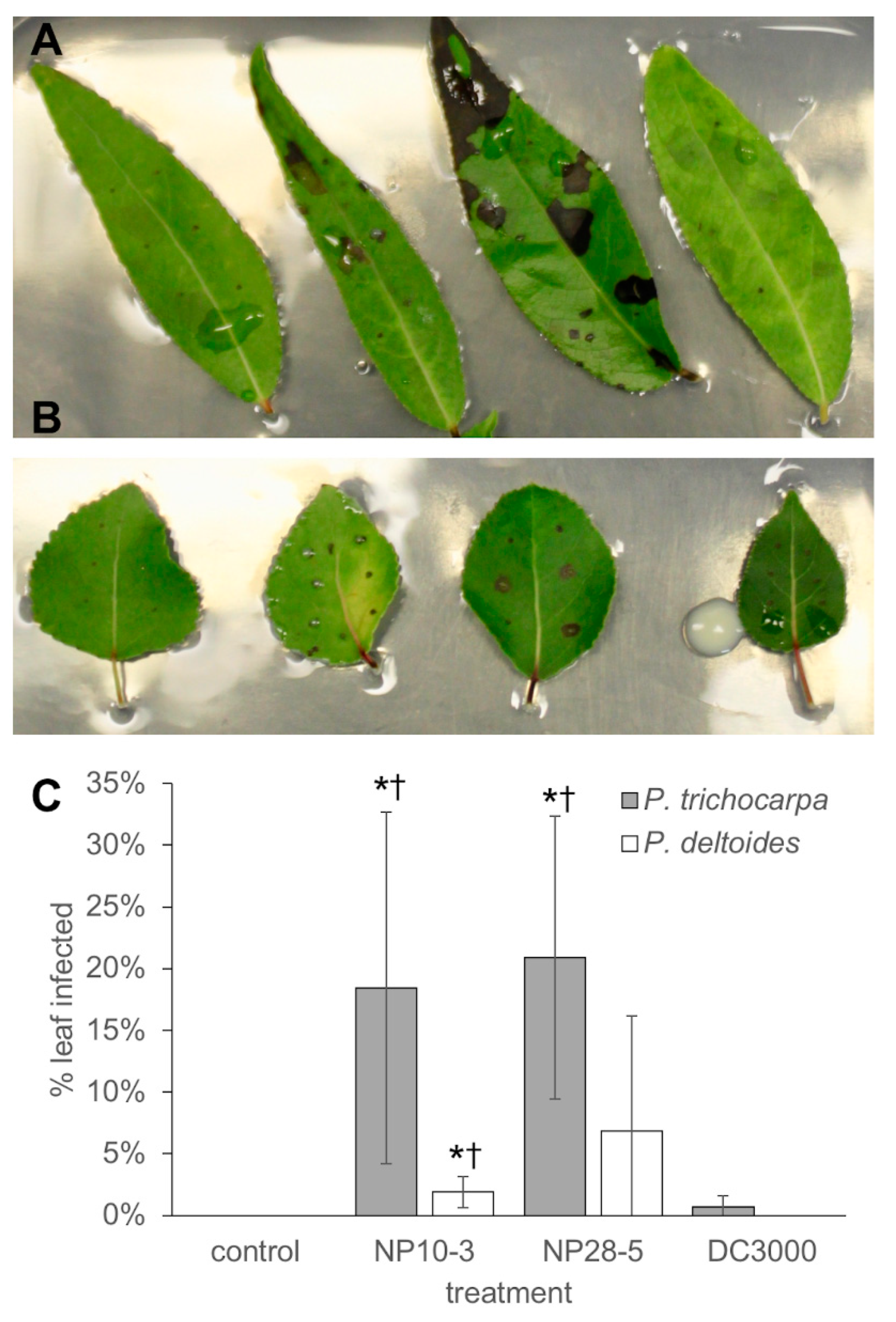 Microorganisms 08 01137 g004 Microorganisms 08 01137 g004