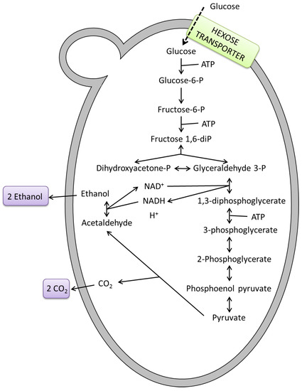 Alcoholic Fermentation: What Is It, and Why Is It Important?