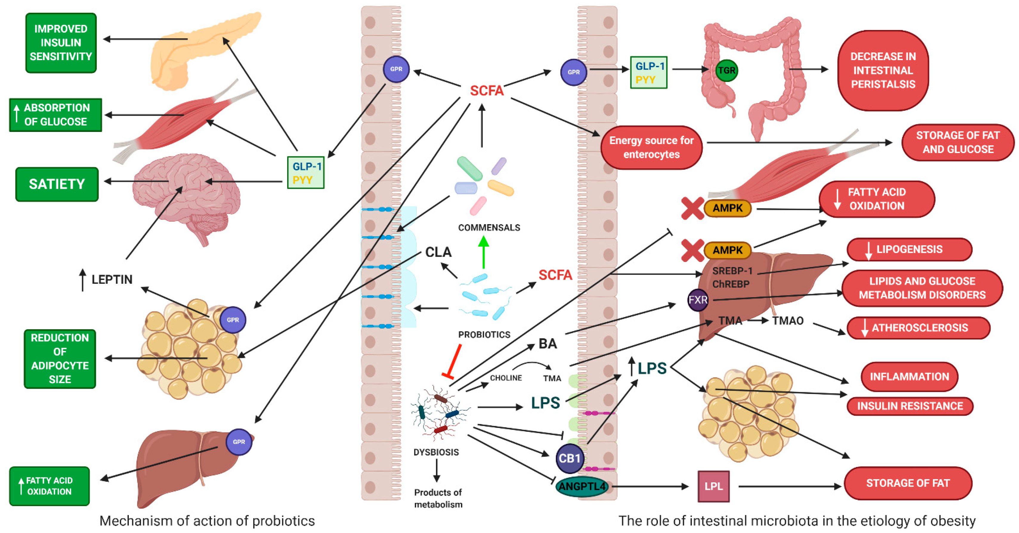 Porque es importante la microbiota intestinal