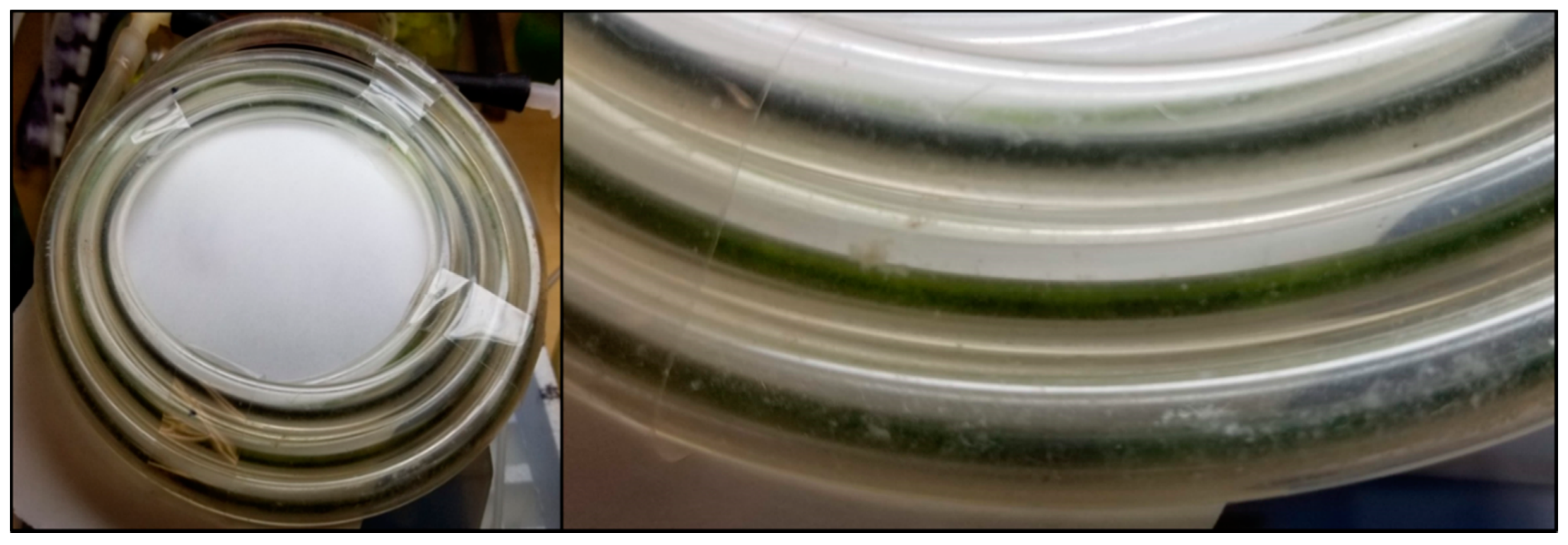 Microorganisms 08 01163 g004 Microorganisms 08 01163 g004