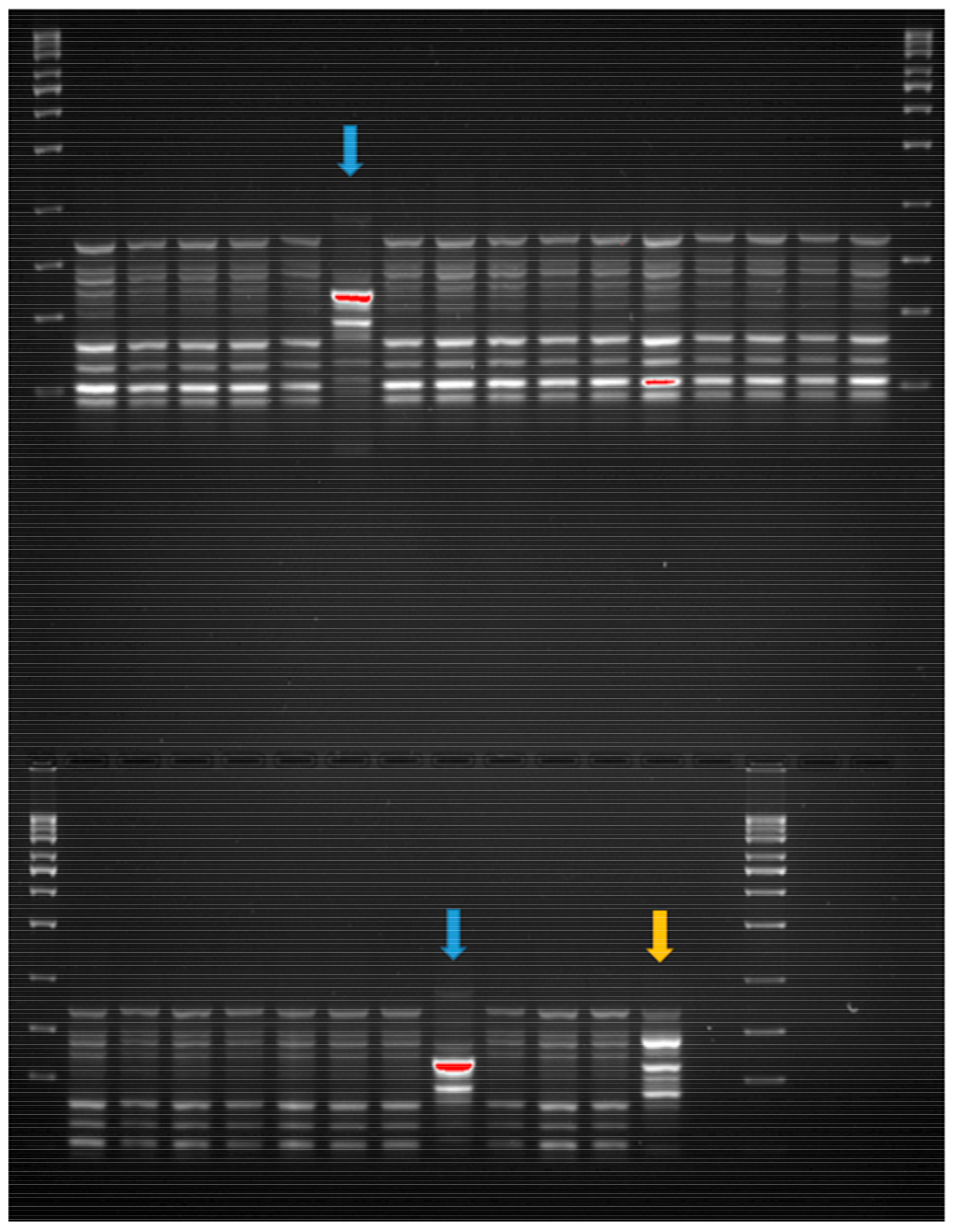 Microorganisms 08 01165 g0a1