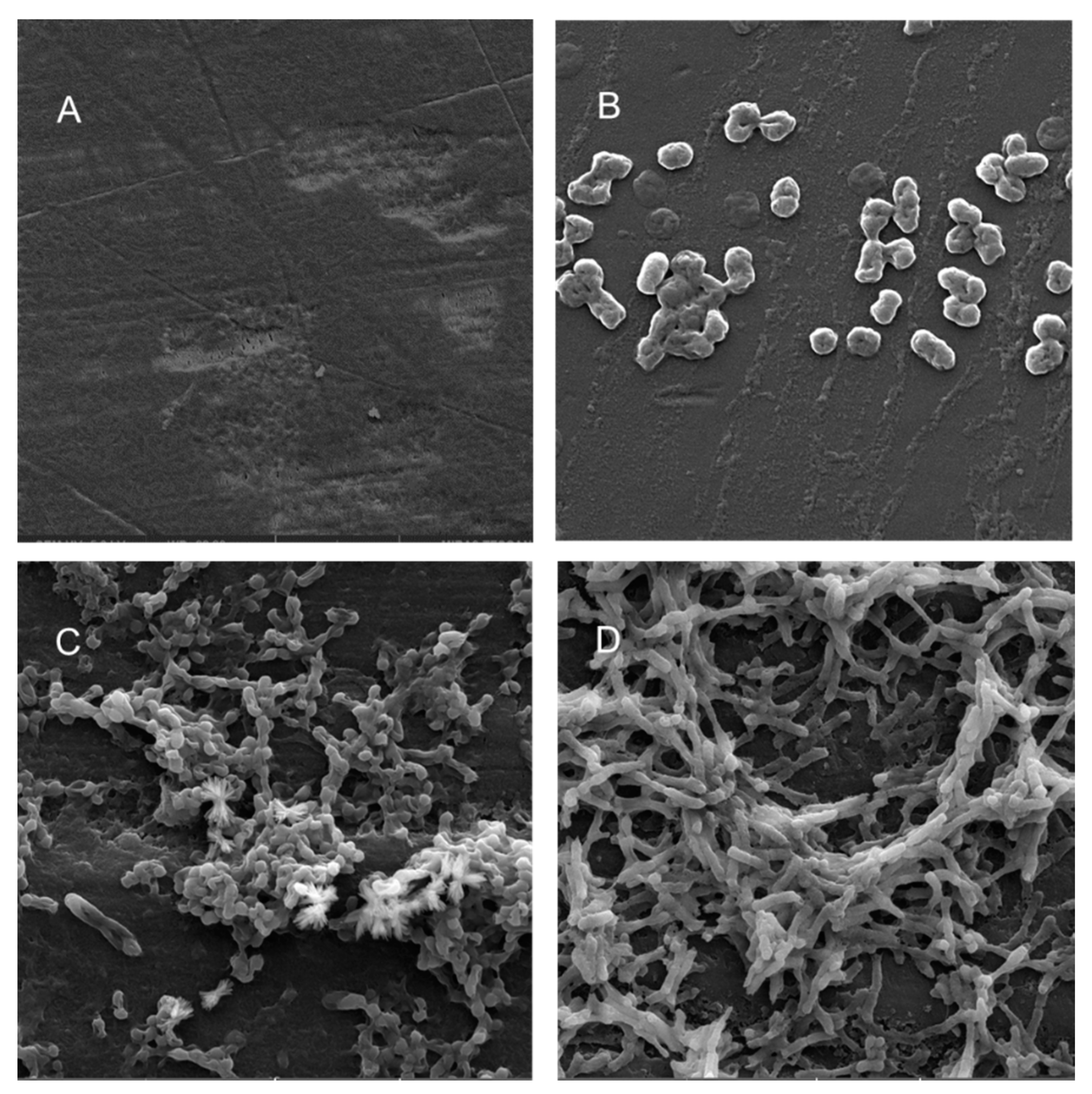 Microorganisms 08 01172 g007
