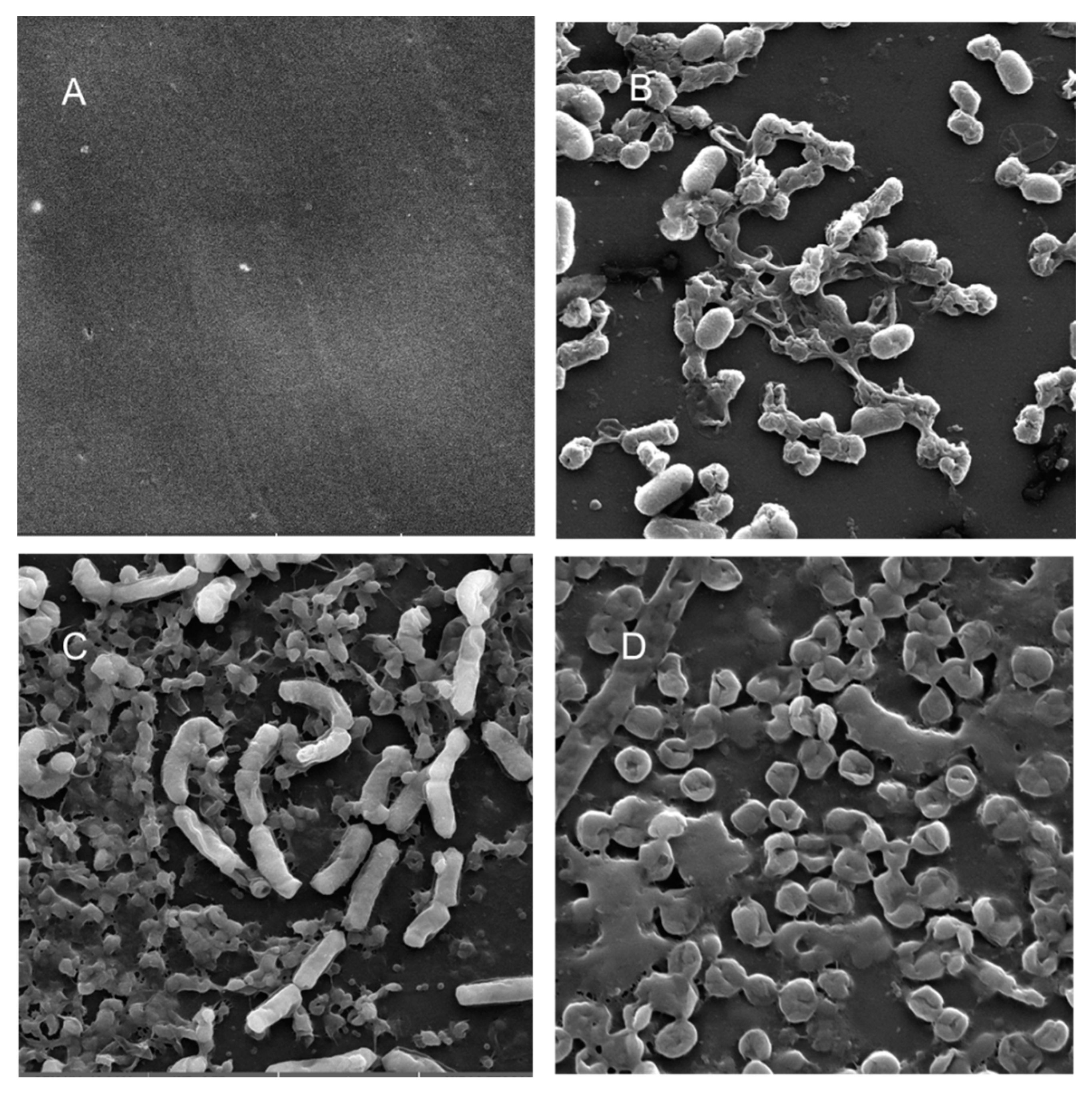 Microorganisms 08 01172 g008