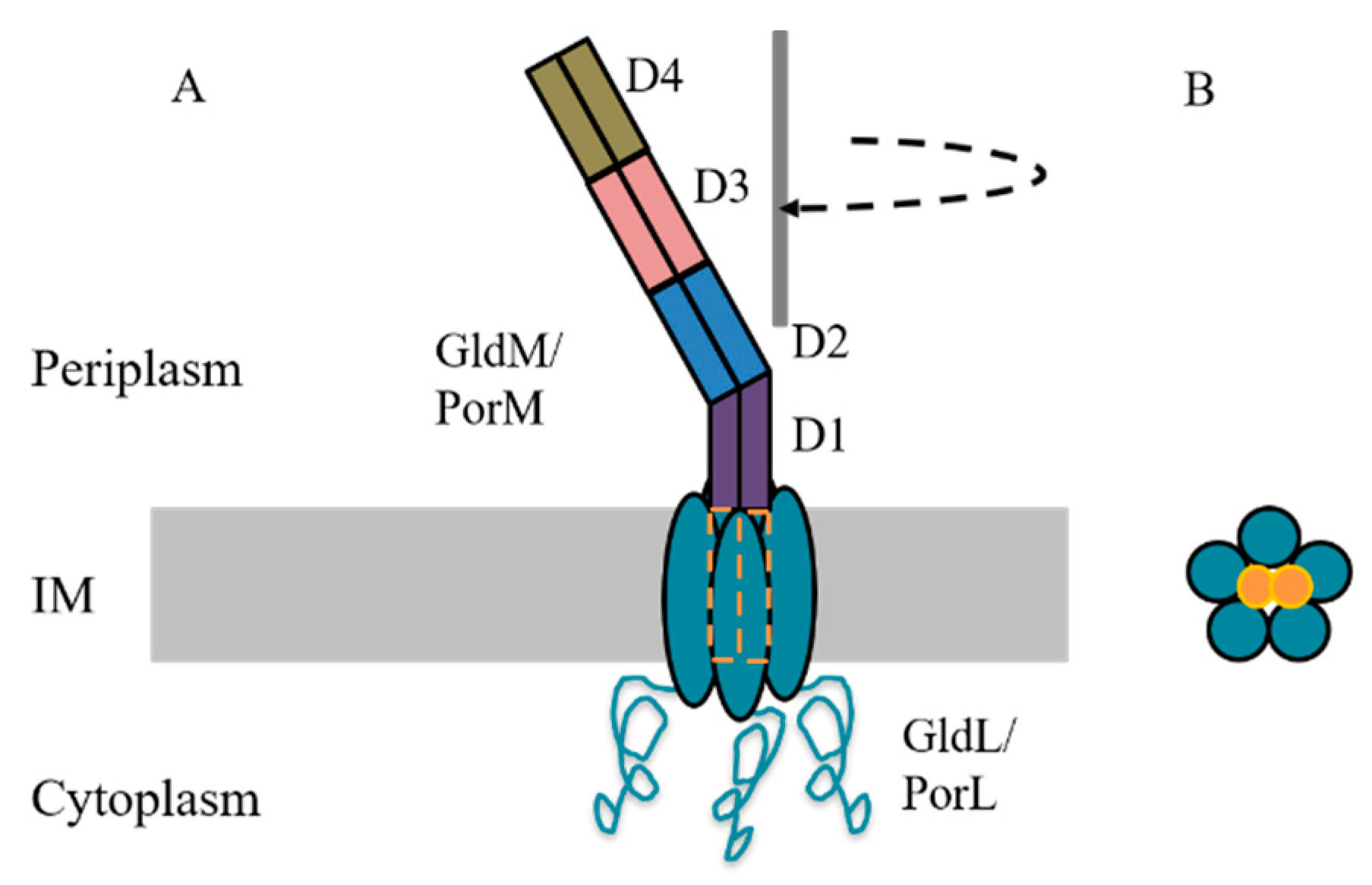 The Type IX Secretion System: Advances in Structure, Function and  Organisation