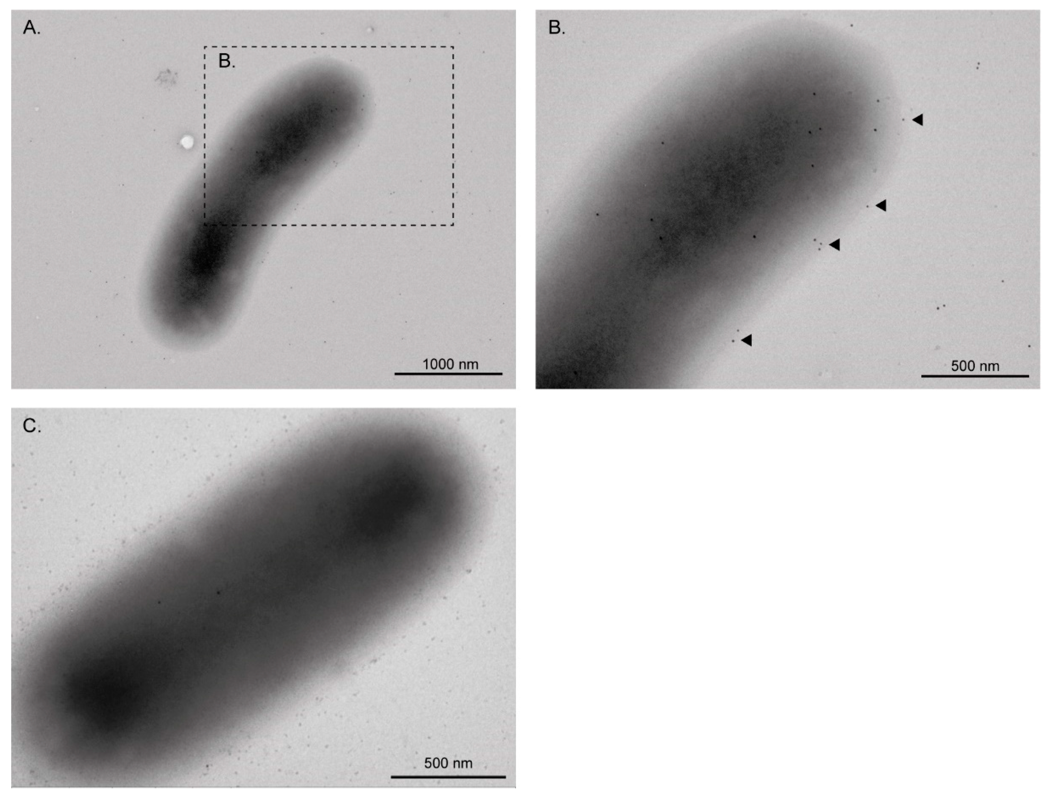Microorganisms 08 01184 g002 Microorganisms 08 01184 g002