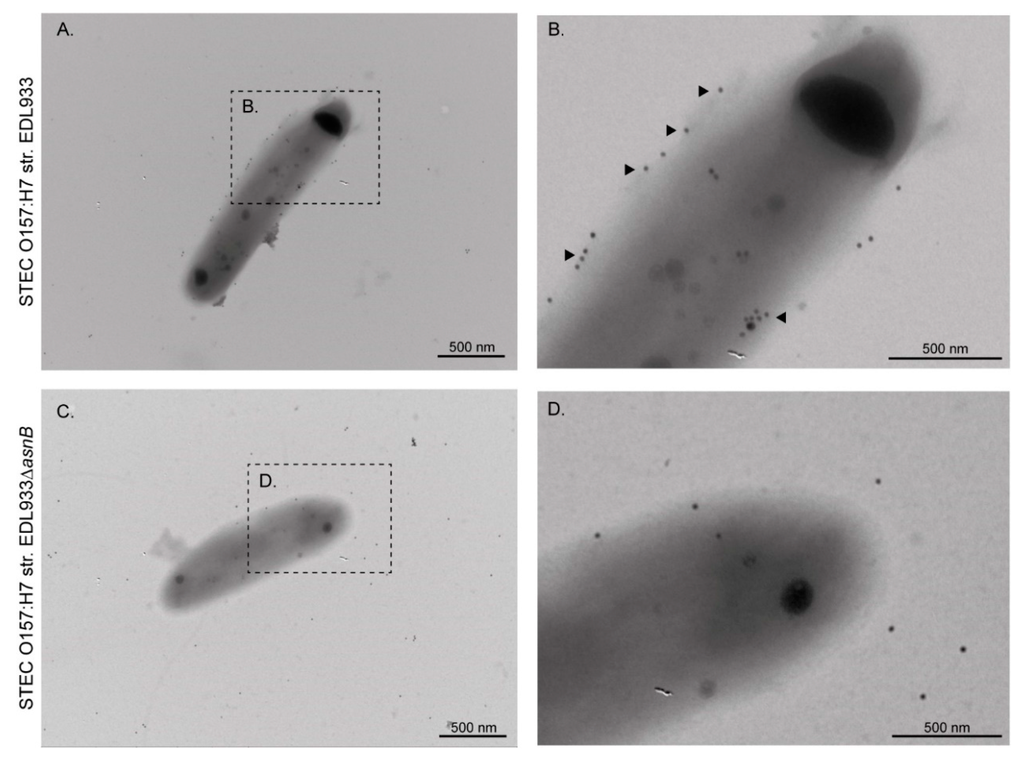 Microorganisms 08 01184 g003 Microorganisms 08 01184 g003