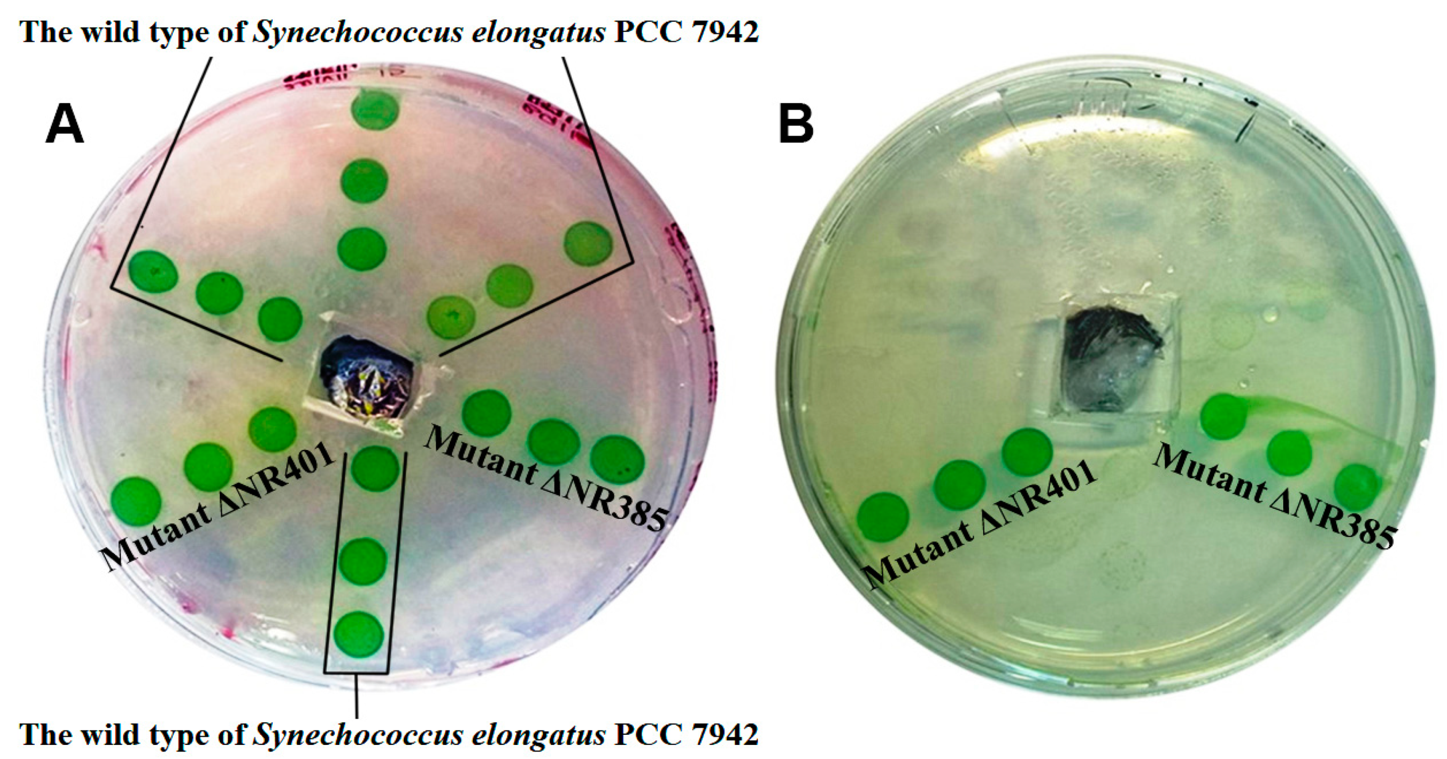 Microorganisms 08 01234 g007