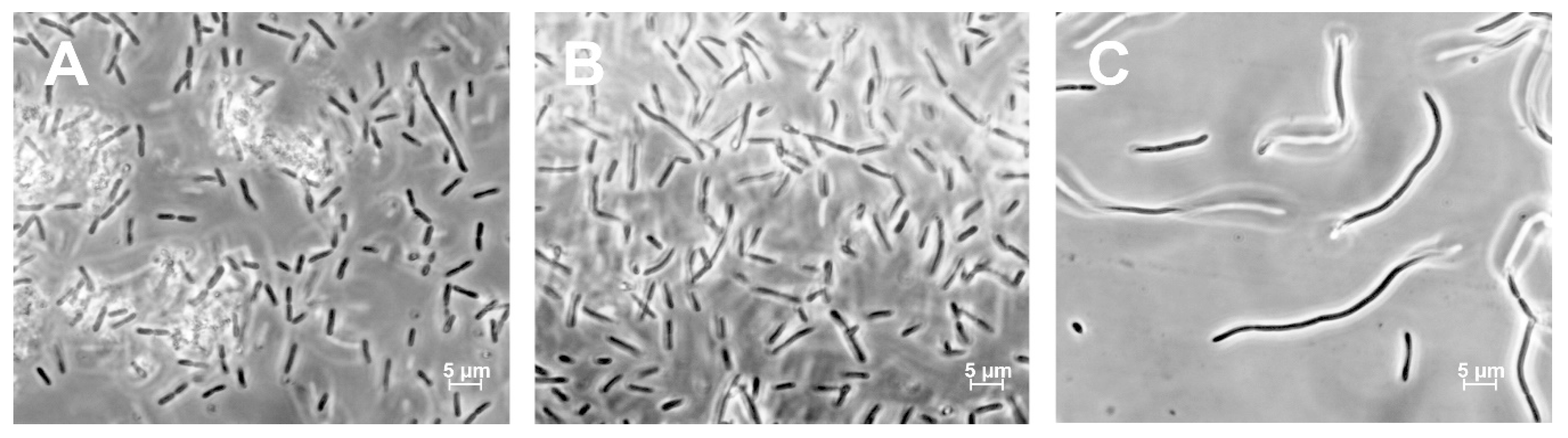 Microorganisms 08 01234 g008