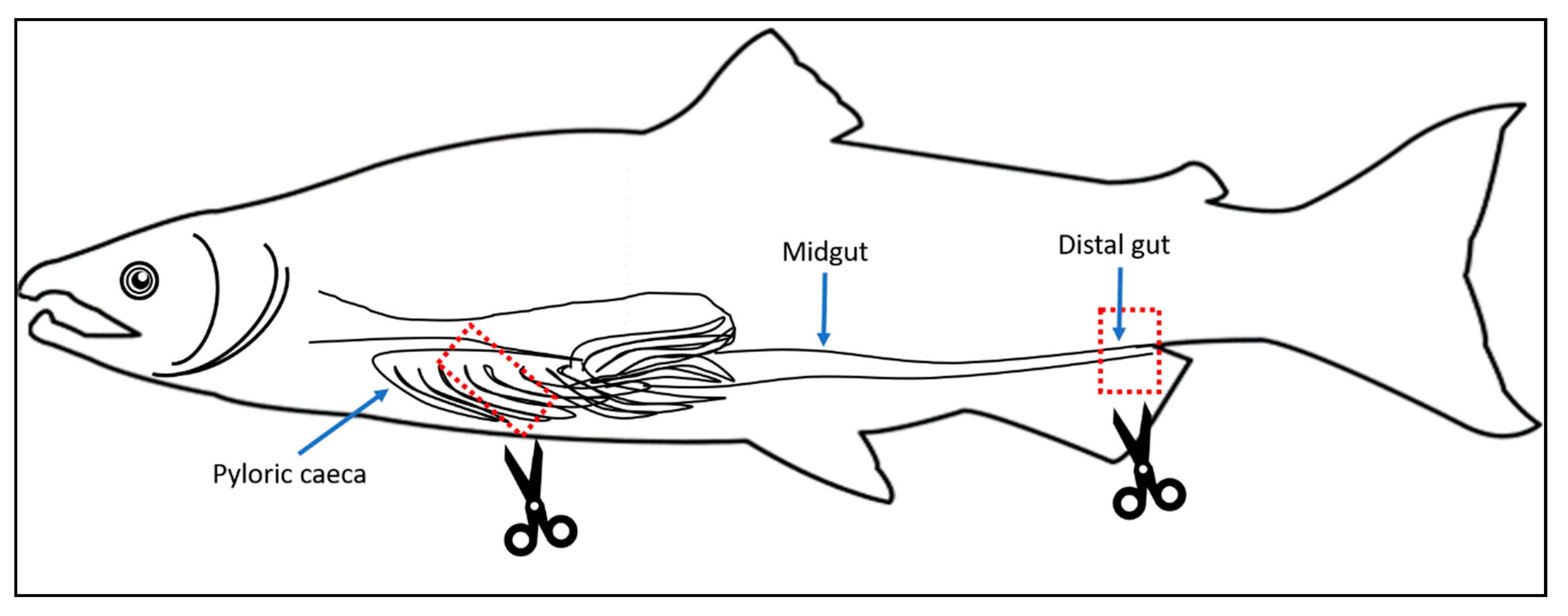 Microorganisms 08 01244 g002