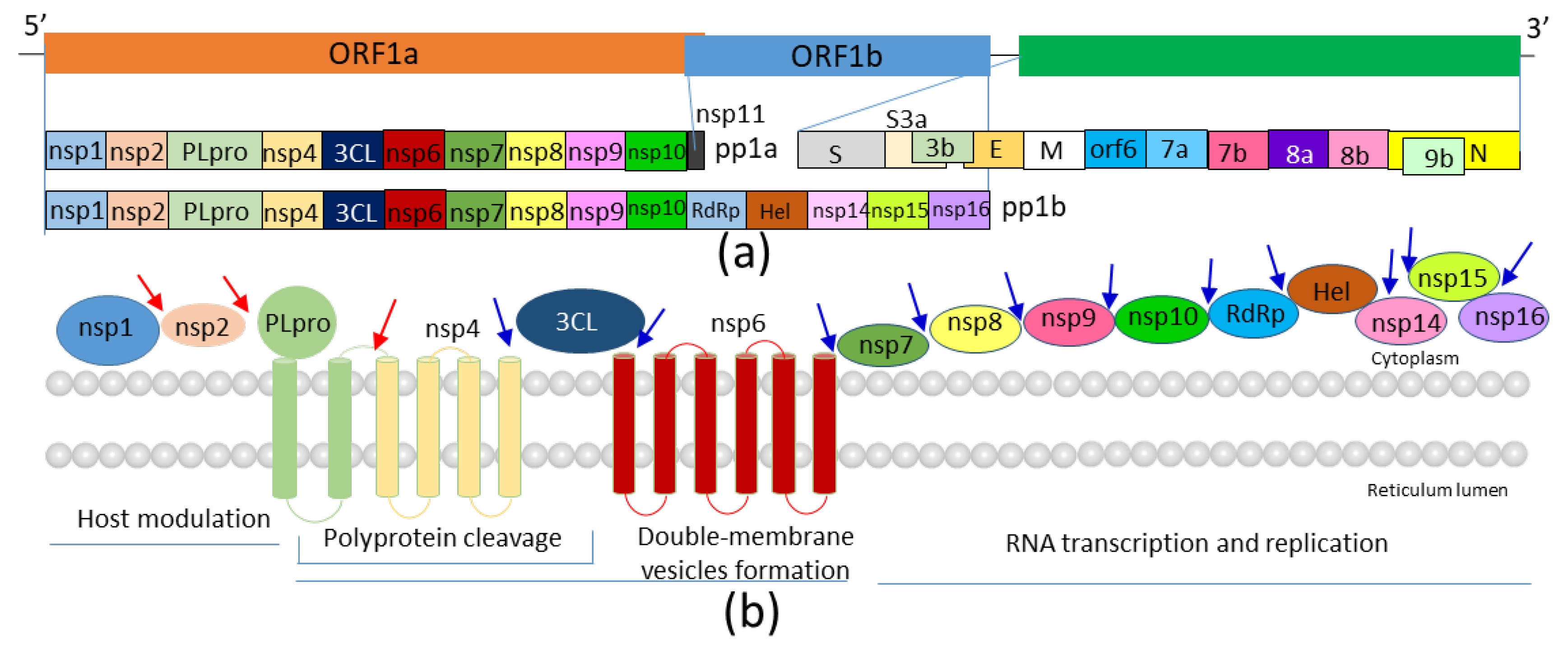 Bref.2: A Comprehensive Guide to the Revolutionary Inhibitor of SARS-CoV-2