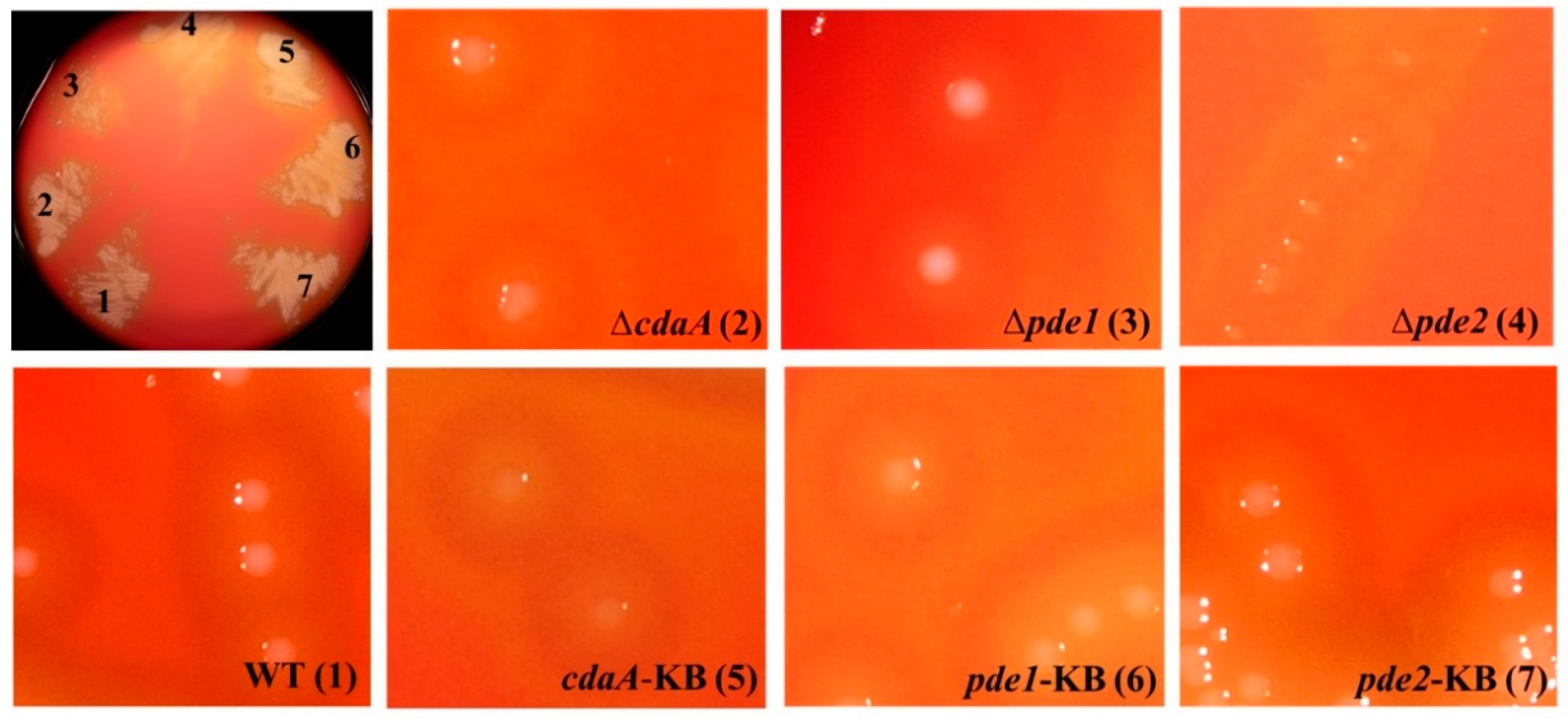 Microorganisms 08 01269 g005 Microorganisms 08 01269 g005