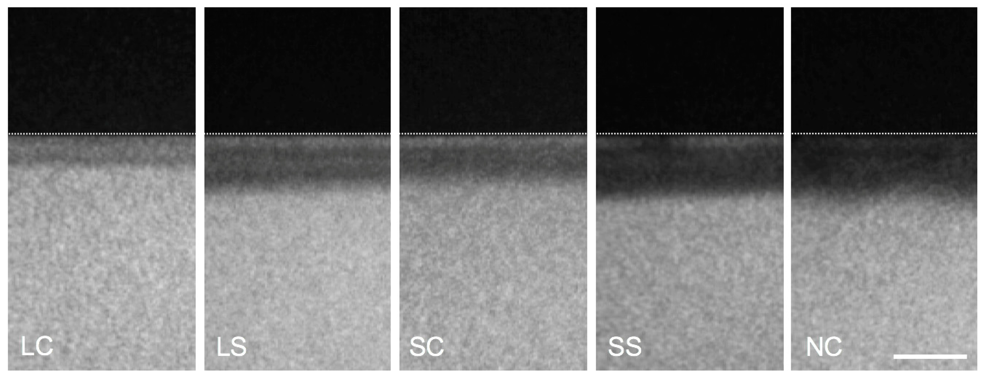 Microorganisms 08 01272 g004 Microorganisms 08 01272 g004