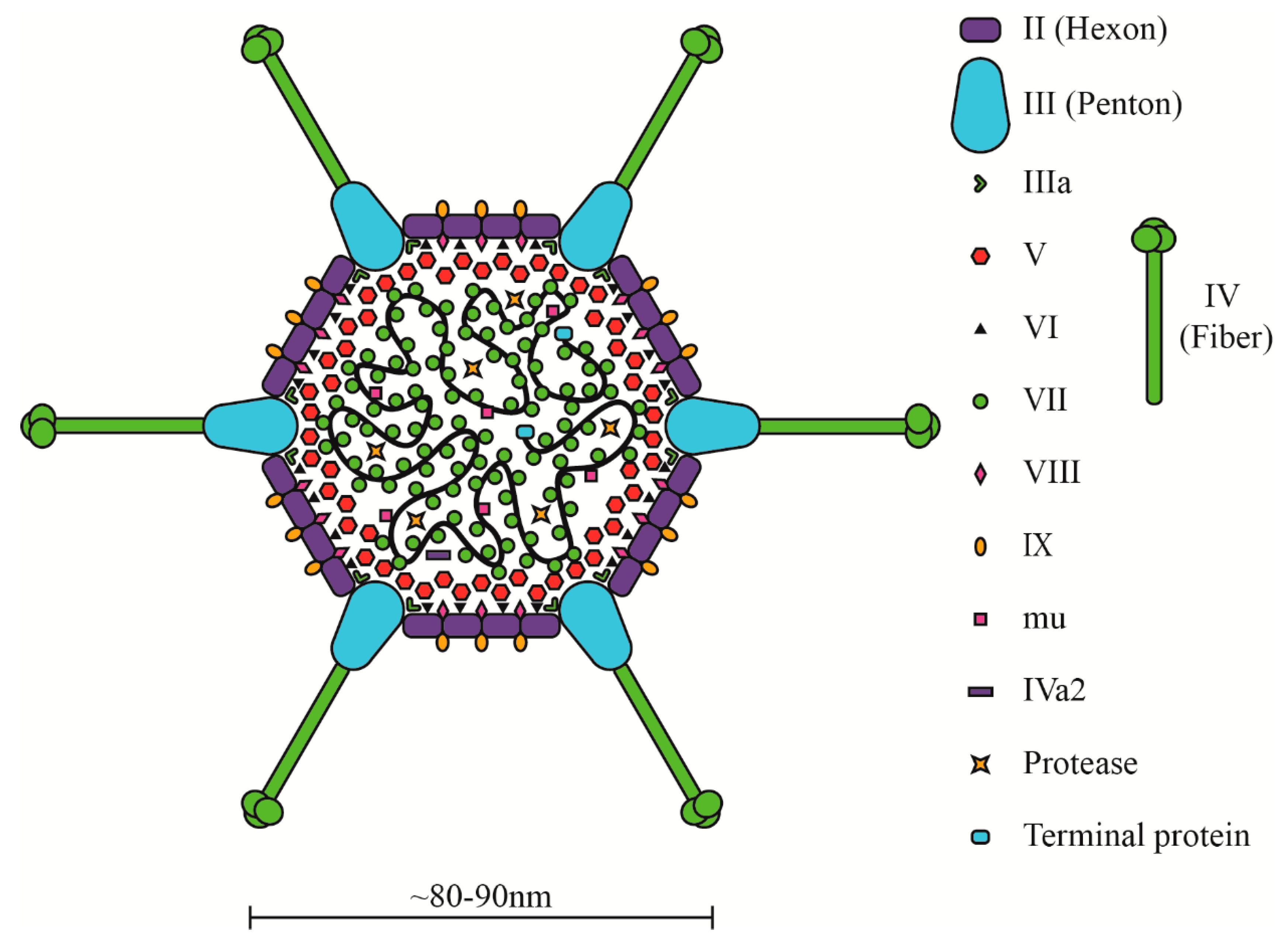 microorganisms free full text recent advances in novel antiviral therapies against human adenovirus html