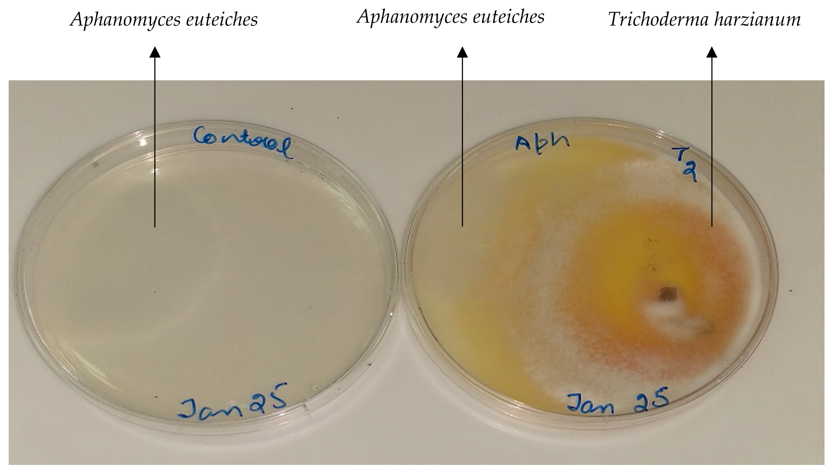 Microorganisms 08 01290 g005 Microorganisms 08 01290 g005