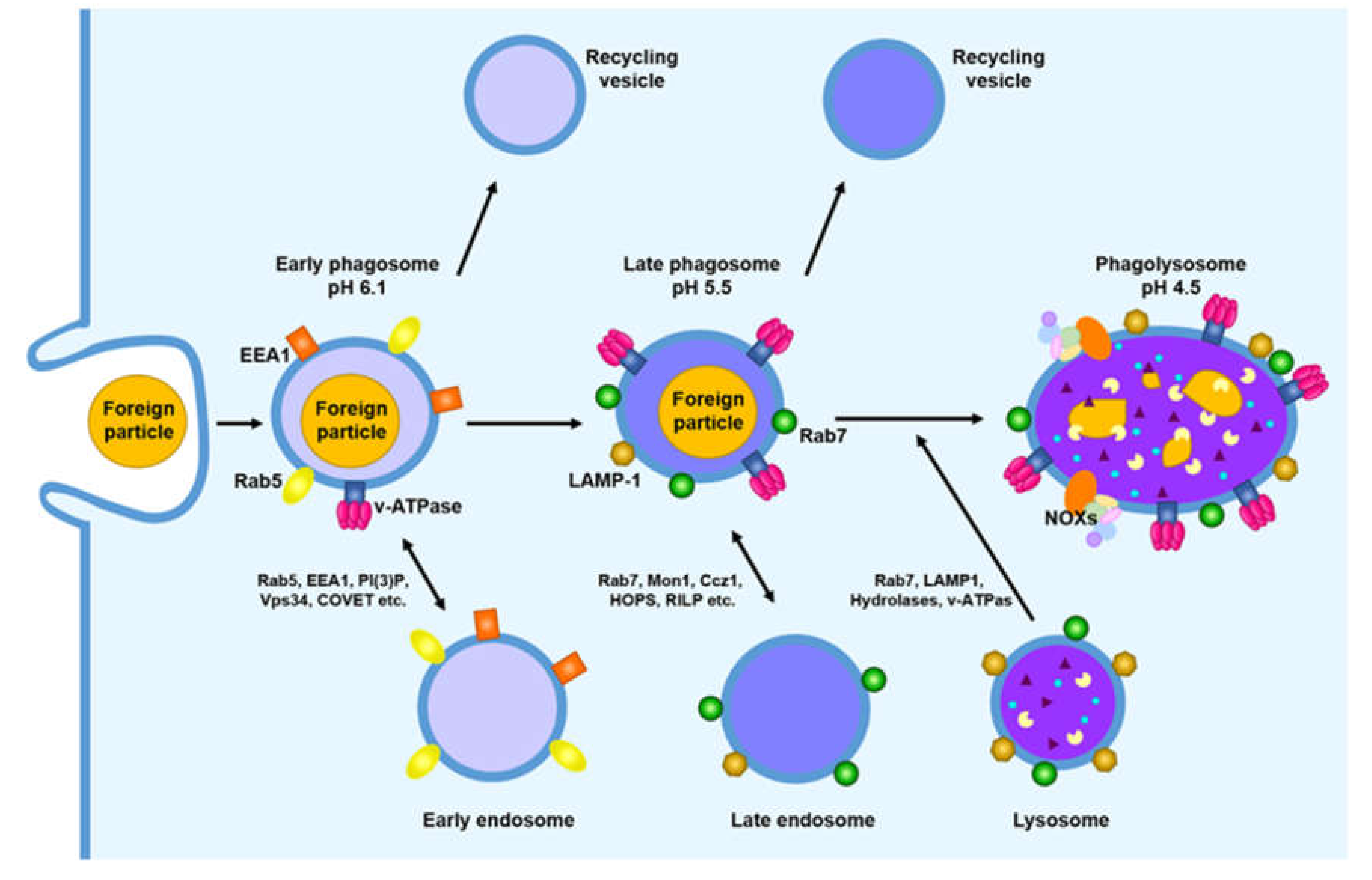 Microorganisms 08 01298 g003 Microorganisms 08 01298 g003