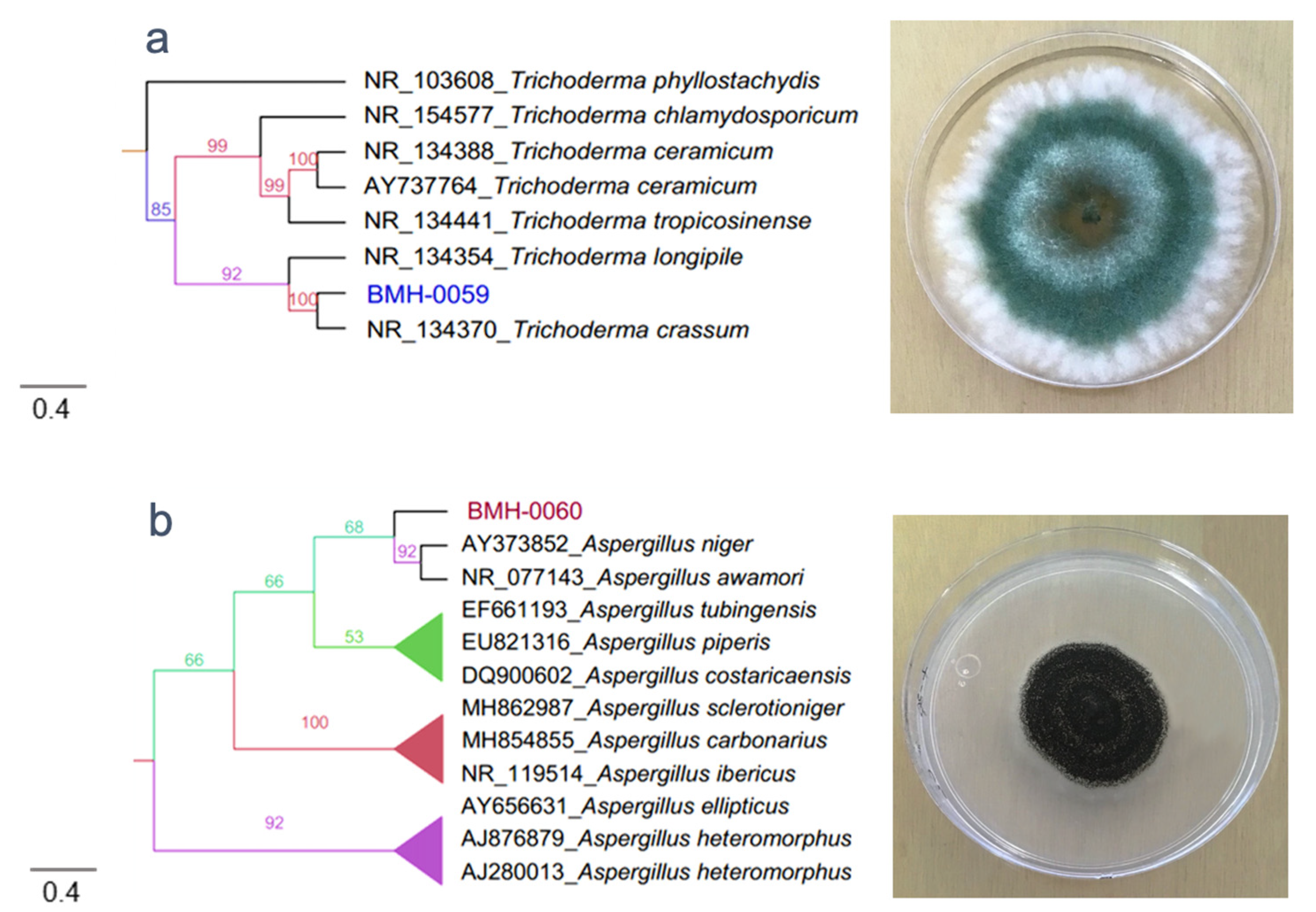 Microorganisms 08 01337 g001a