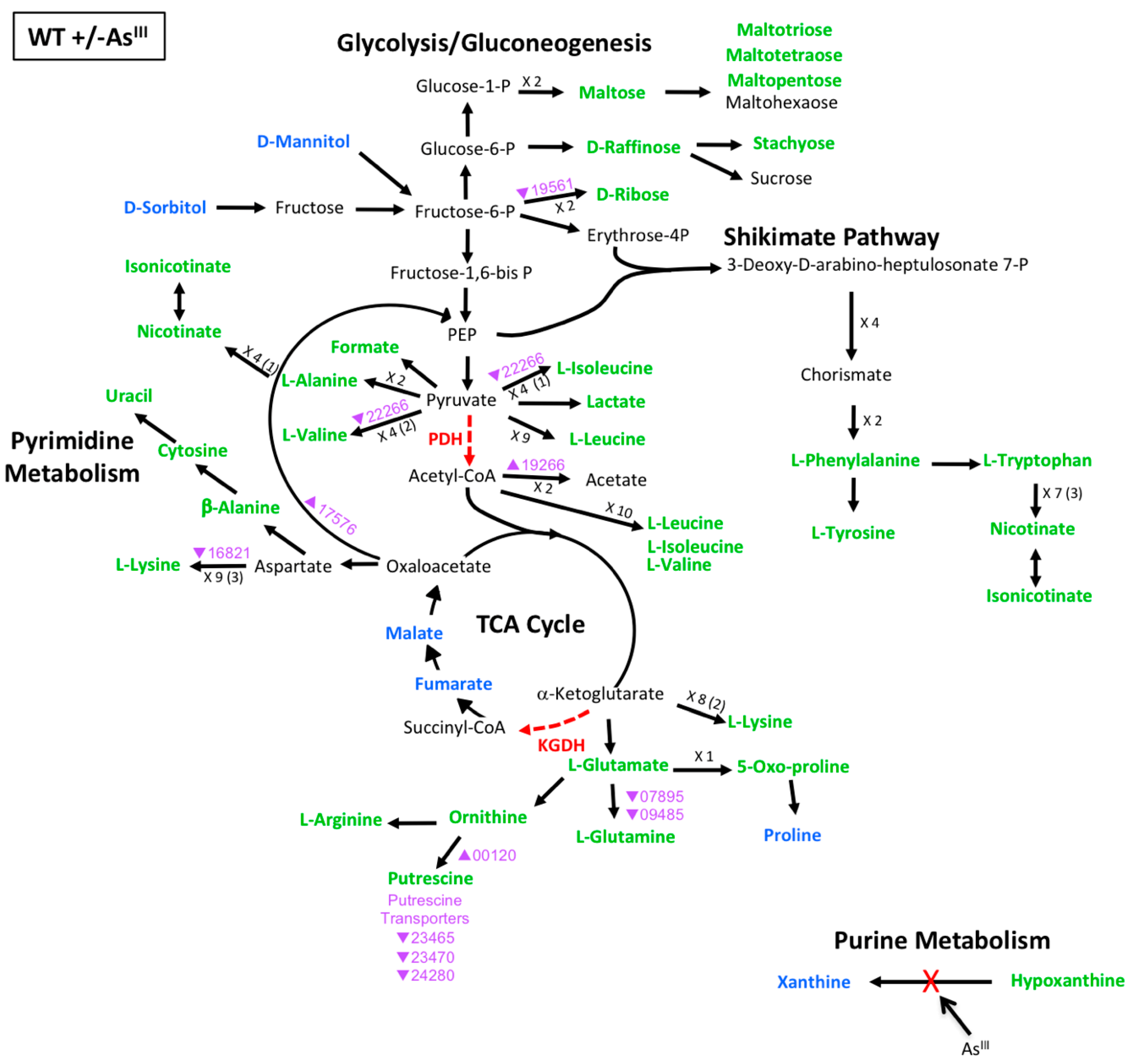Microorganisms 08 01339 g003