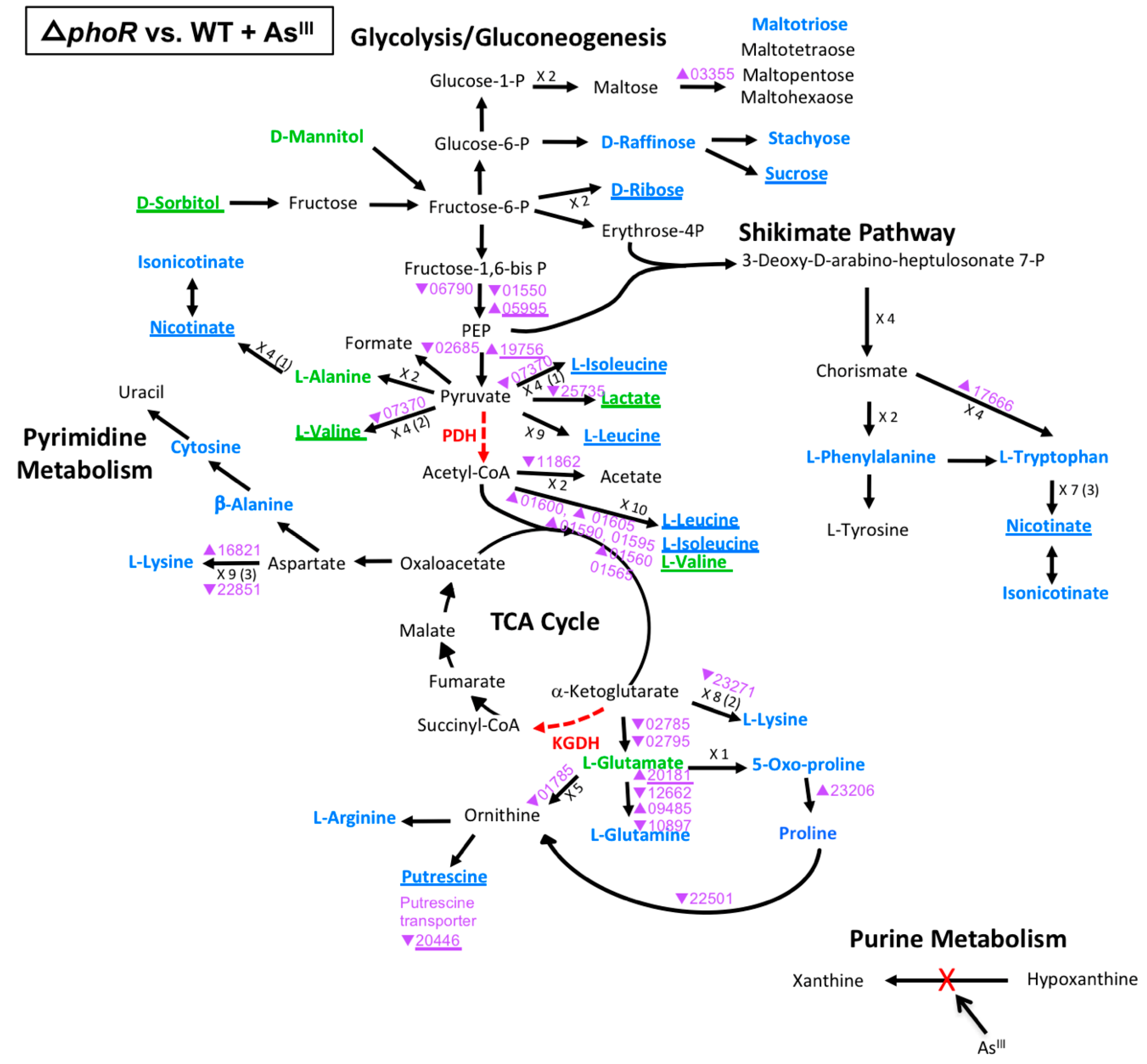 Microorganisms 08 01339 g005