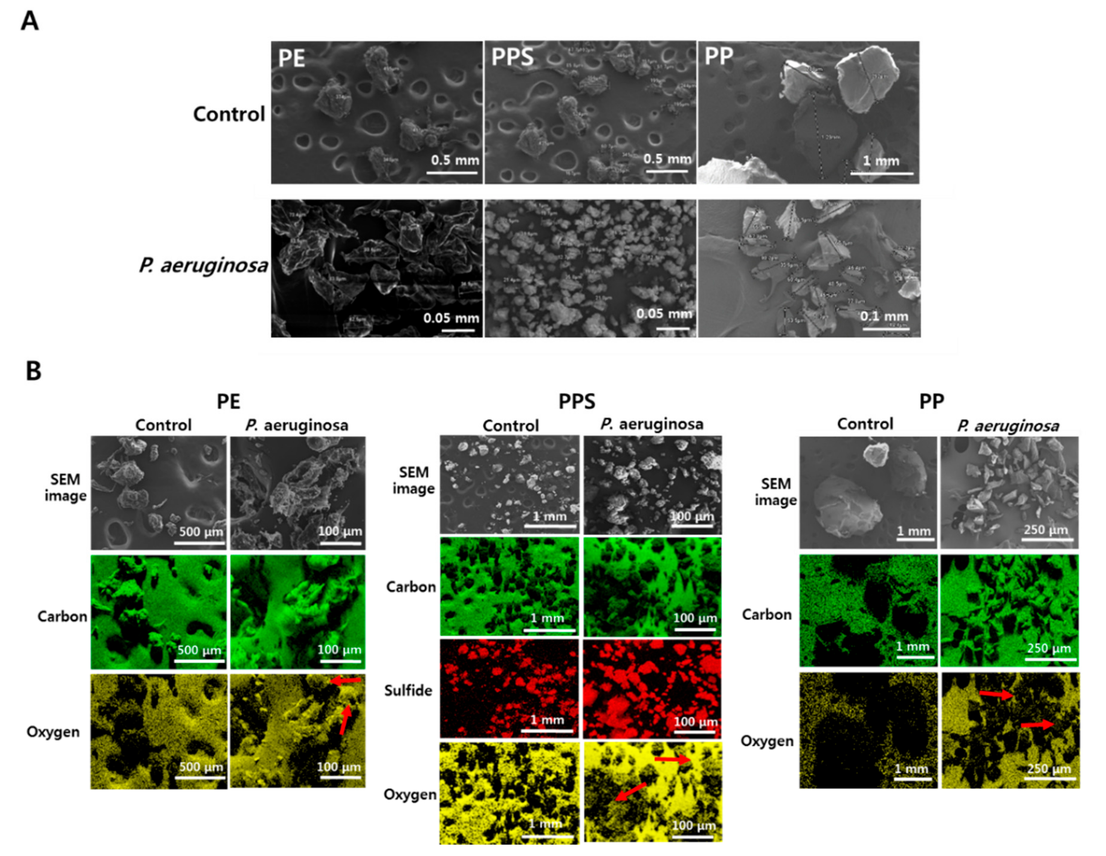 Microorganisms 08 01341 g003 Microorganisms 08 01341 g003