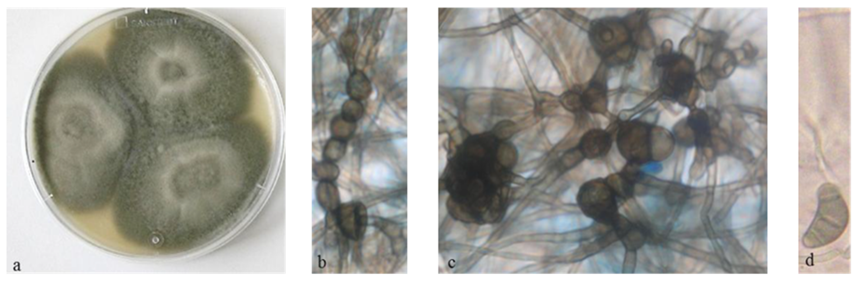 Microorganisms 08 01353 g001