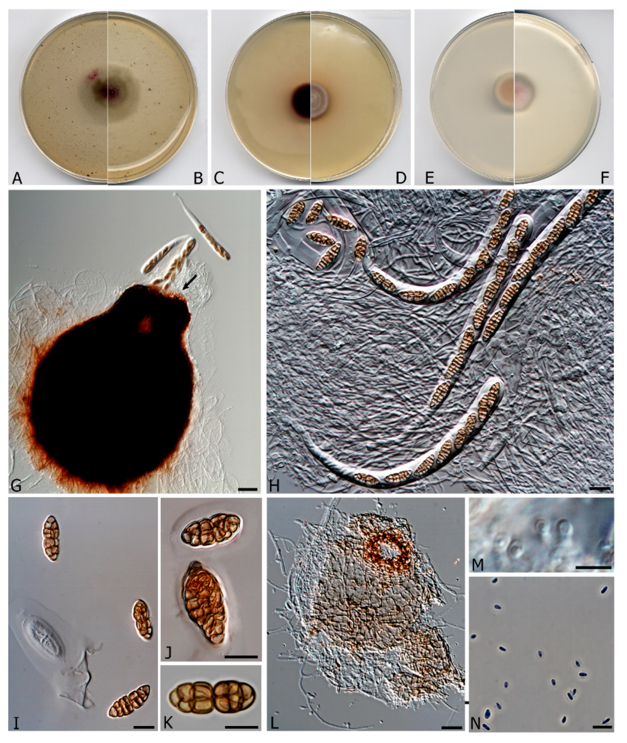 Microorganisms 08 01355 g003