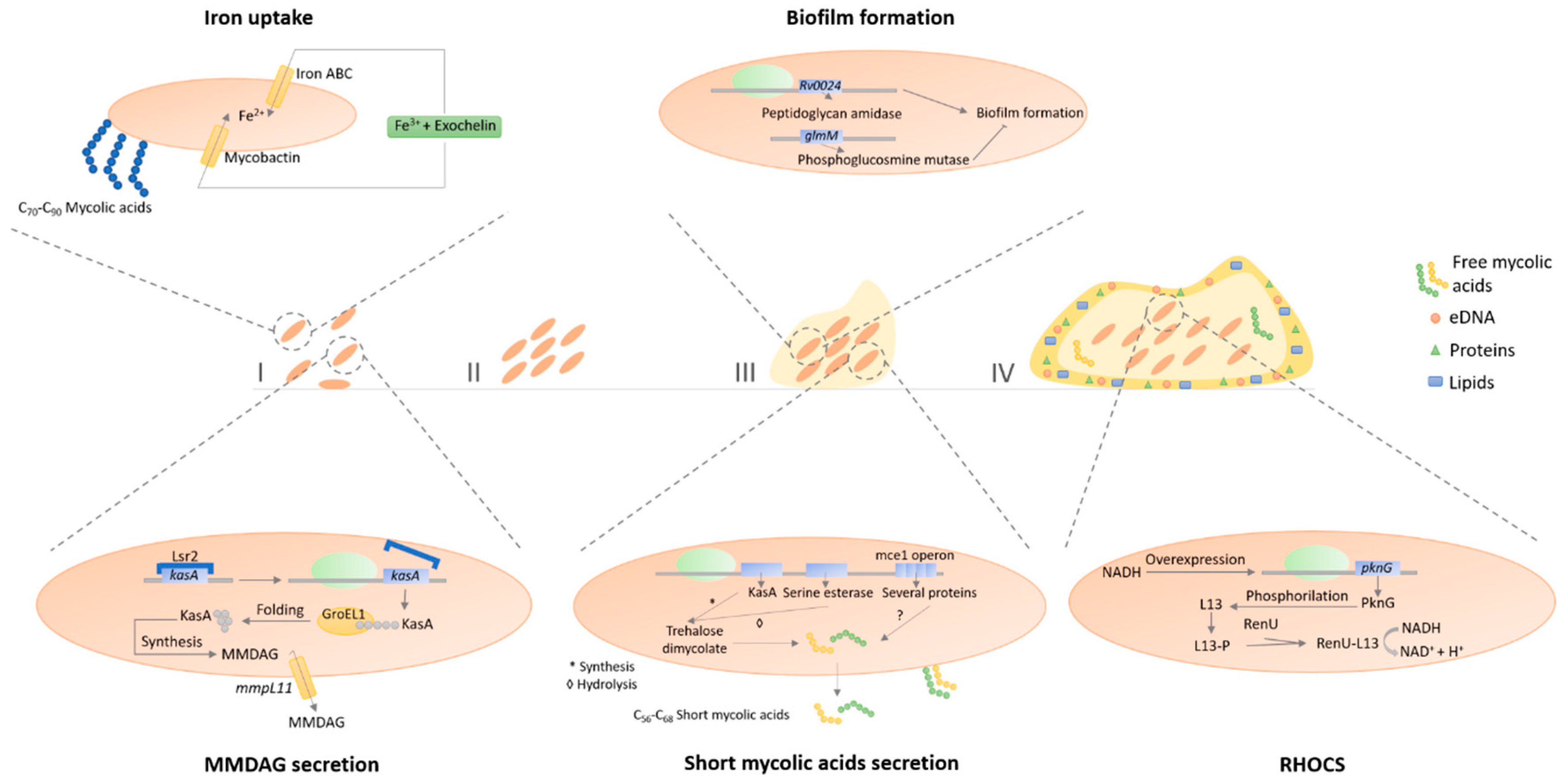 Microorganisms 08 01380 g003 Microorganisms 08 01380 g003