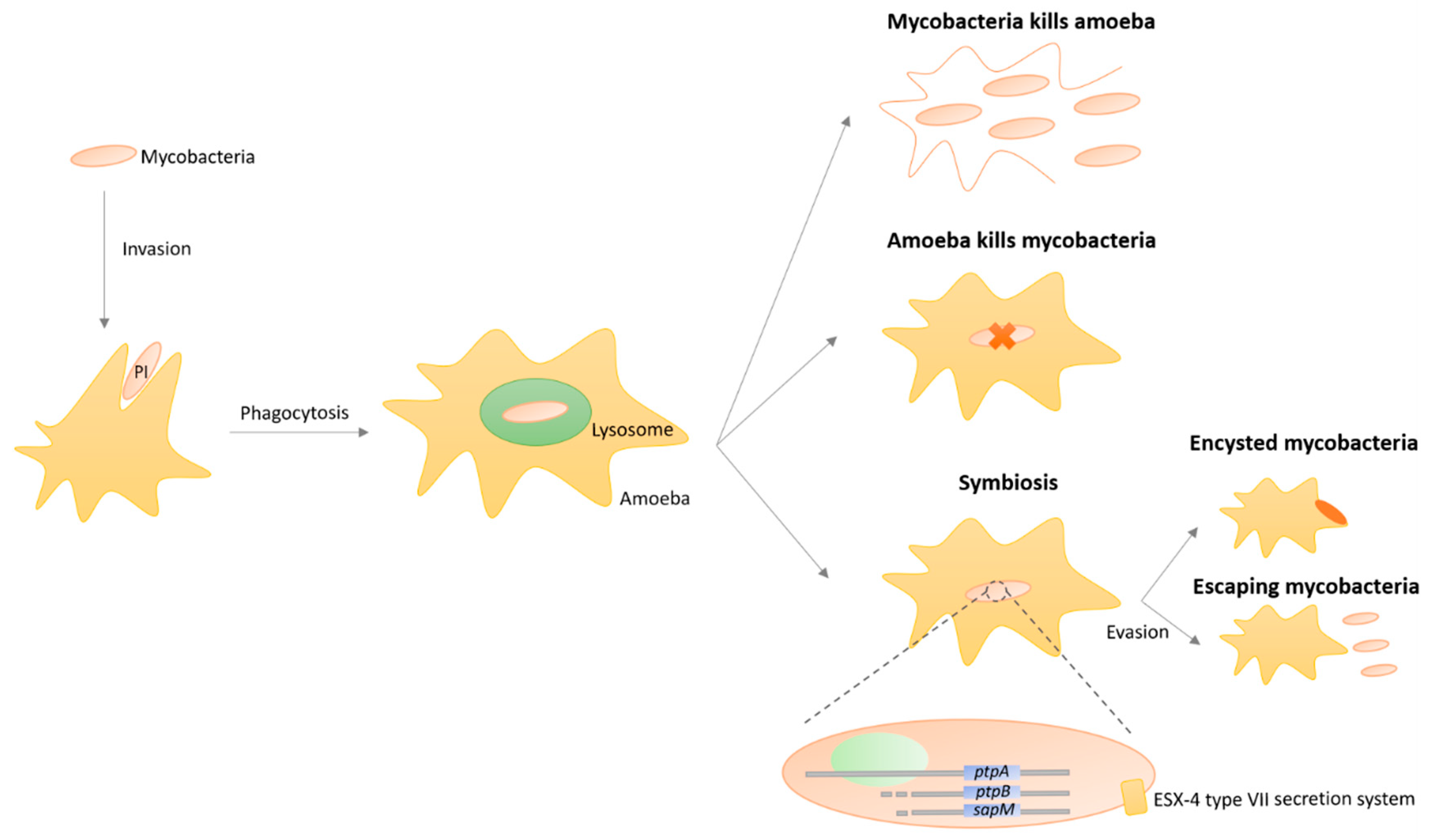 Microorganisms 08 01380 g004 Microorganisms 08 01380 g004