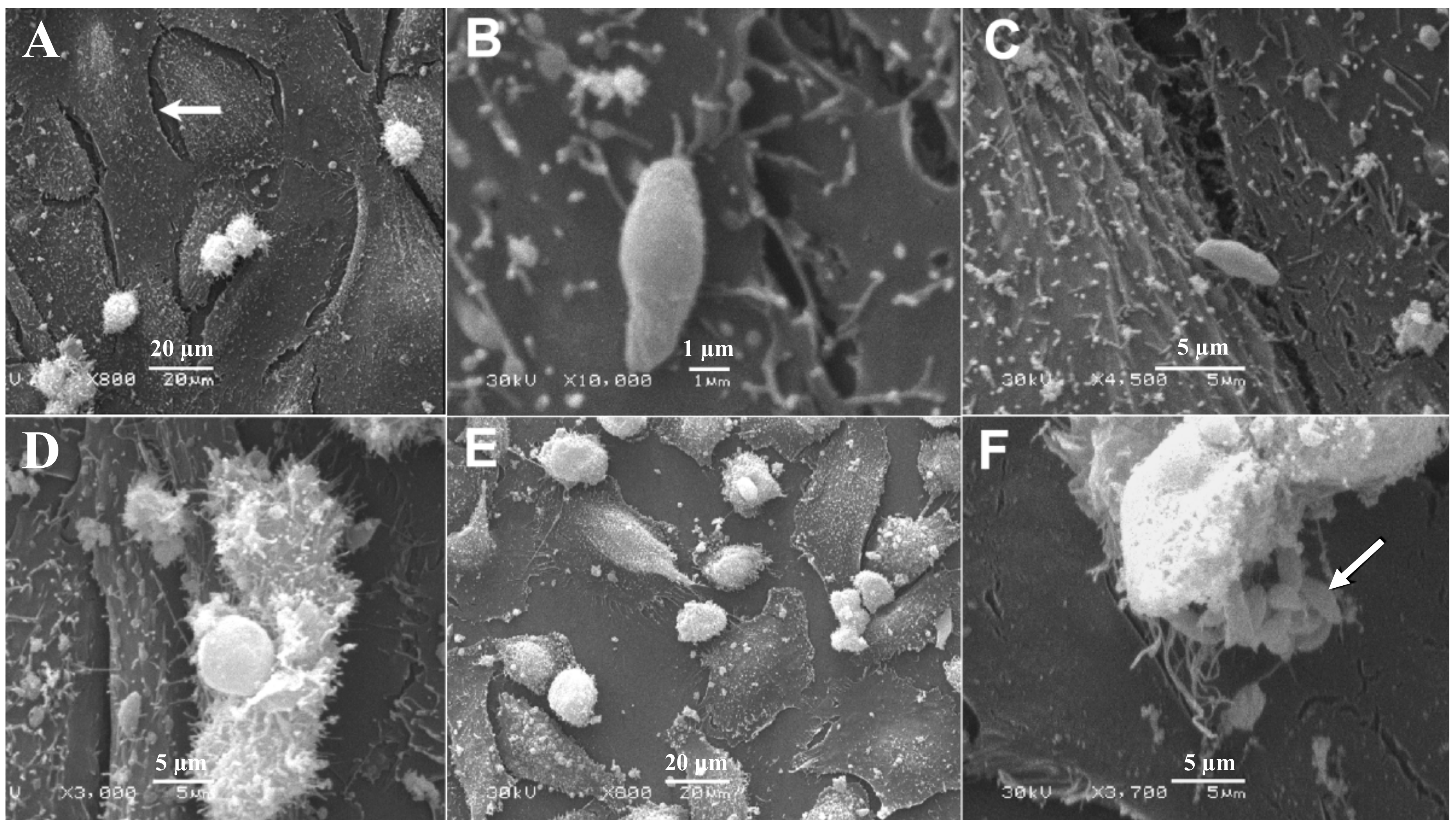 Microorganisms 08 01386 g003 Microorganisms 08 01386 g003