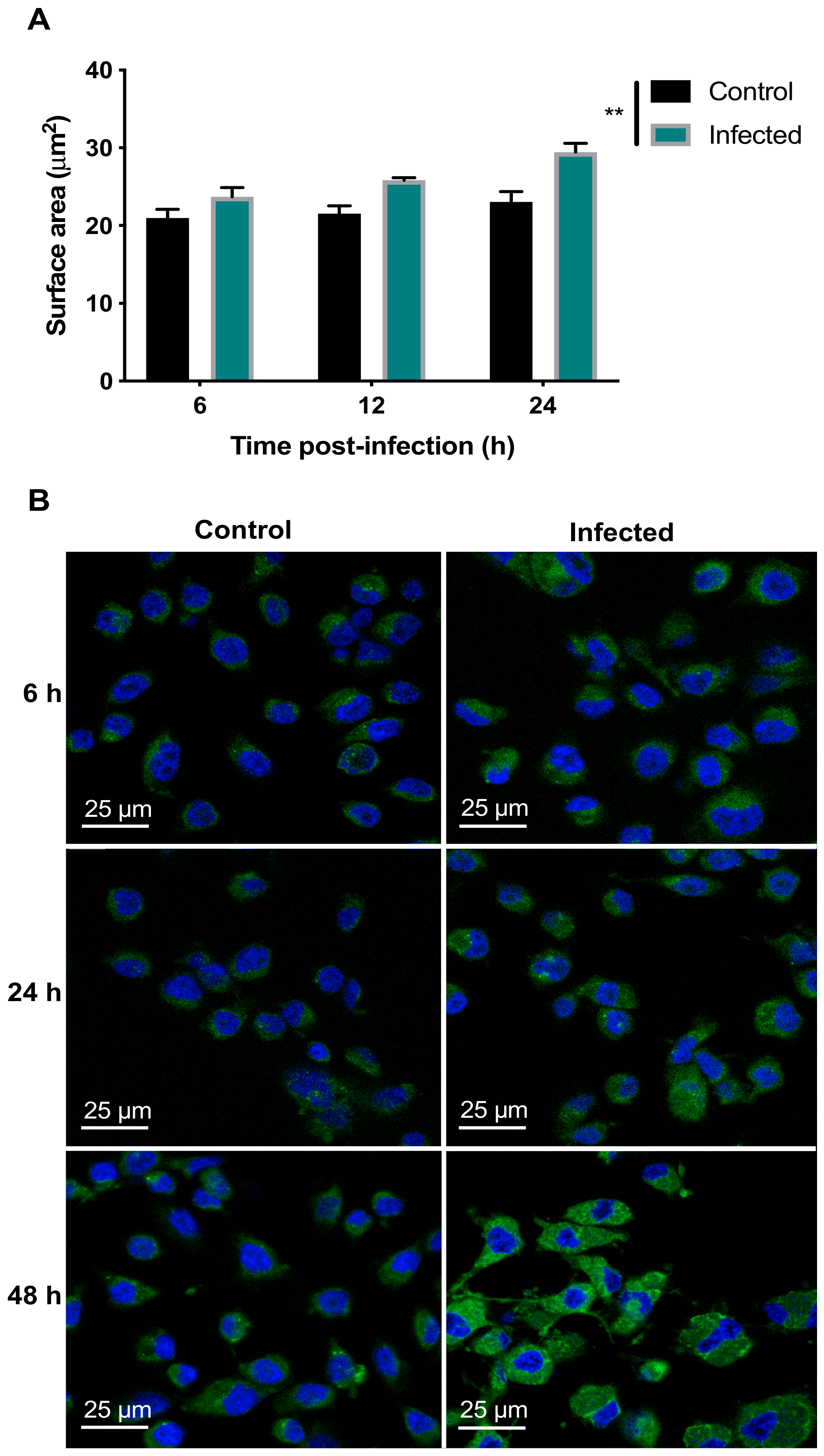 Microorganisms 08 01386 g005 Microorganisms 08 01386 g005
