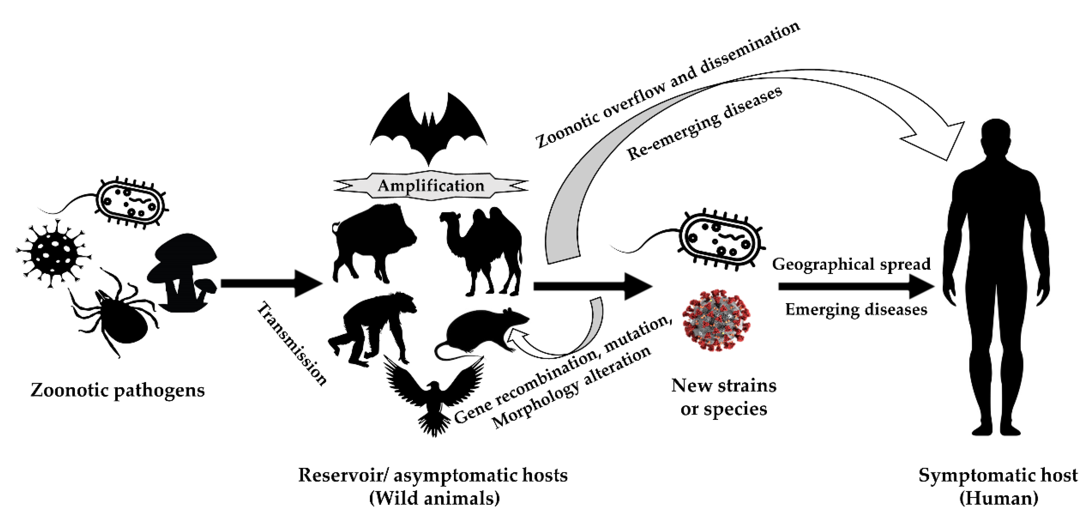 Microorganisms | Lahatsoratra feno maimaim-poana | Aretina zoonotika: Etiolojia, fiantraikany ary fifehezana