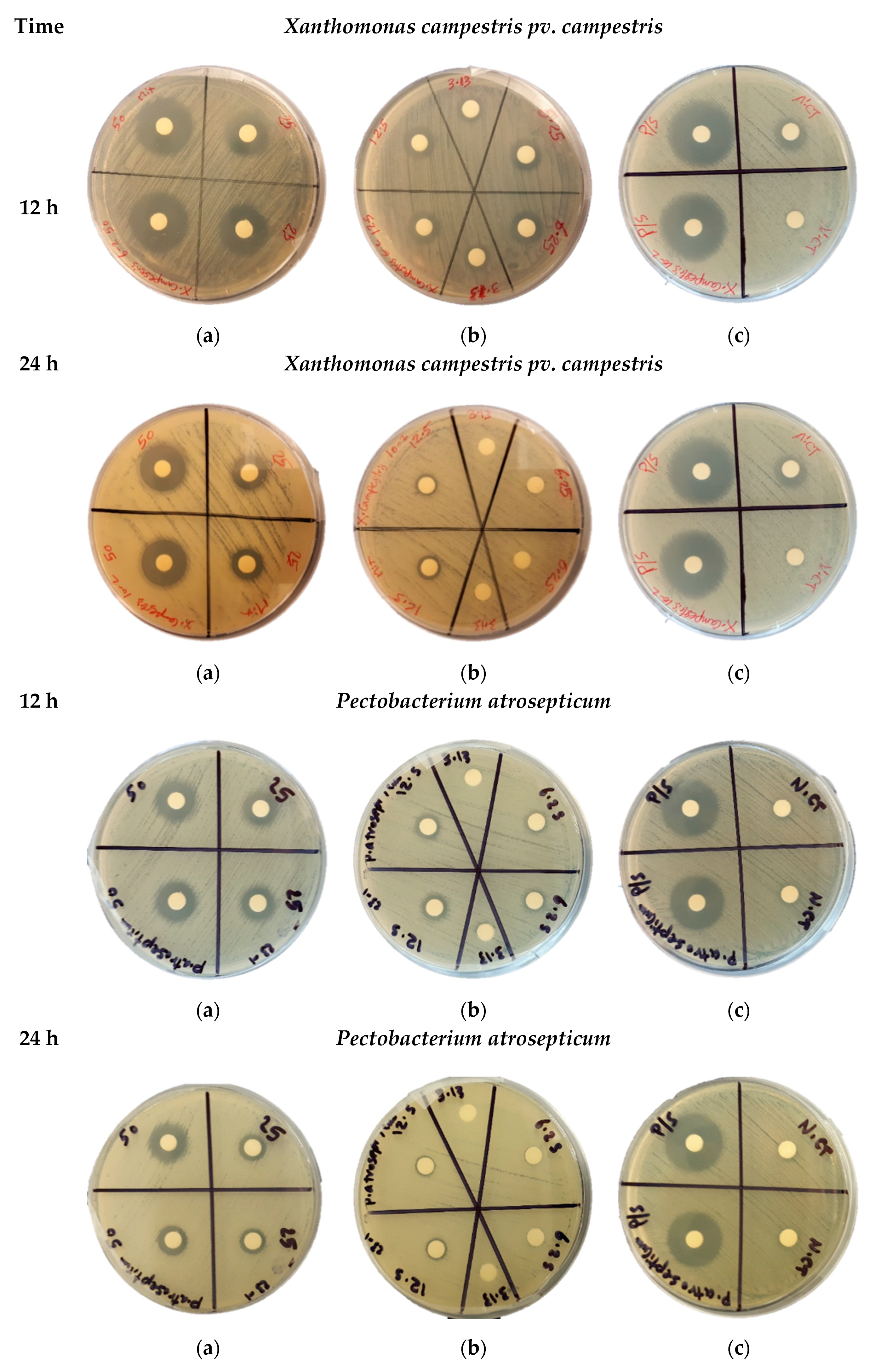 Microorganisms 08 01423 g001